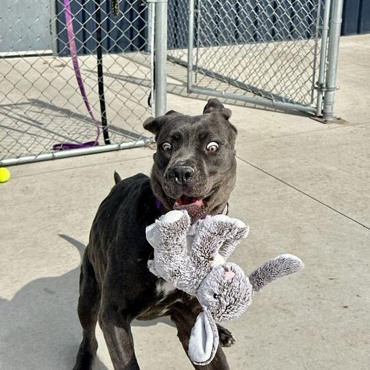 Enlarge Whydah, a Adoptable Mastiff in Matteson, IL image 6/6