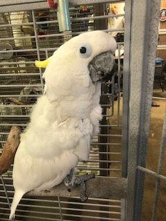 Enlarge Max, a Adoptable Cockatoo in Inverness, FL image 1/1