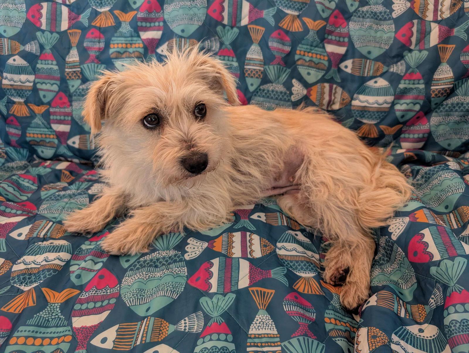 Muppet, a Adopted mixed breed in San Francisco, CA image 1/3