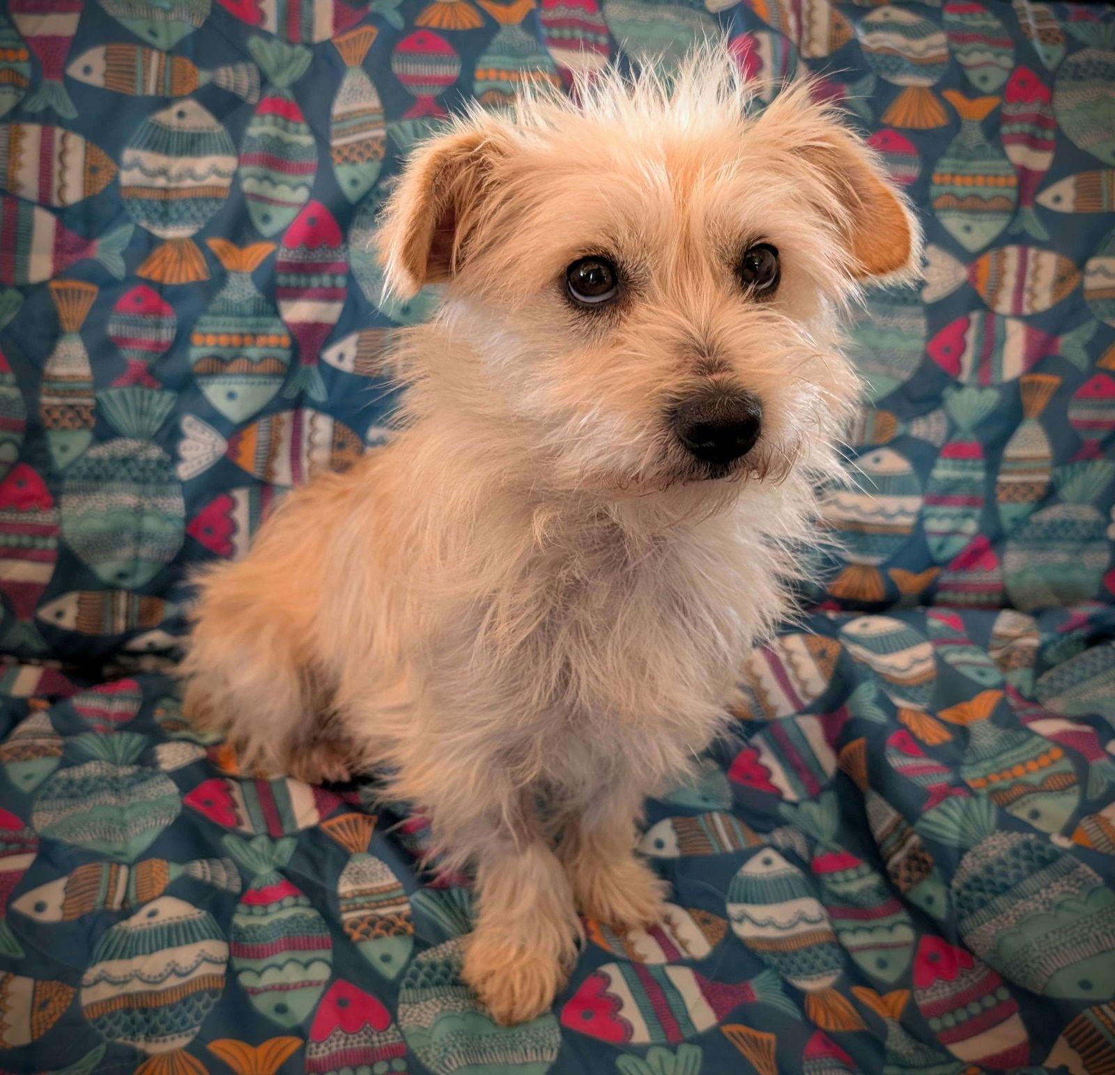 Muppet, a Adopted mixed breed in San Francisco, CA image 2/3