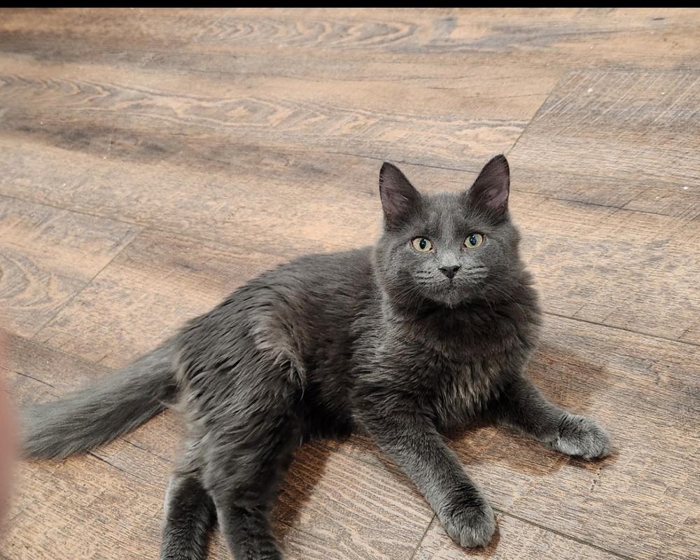 Jill, Adoptable, Kitten Female Maine Coon & Domestic Long Hair.