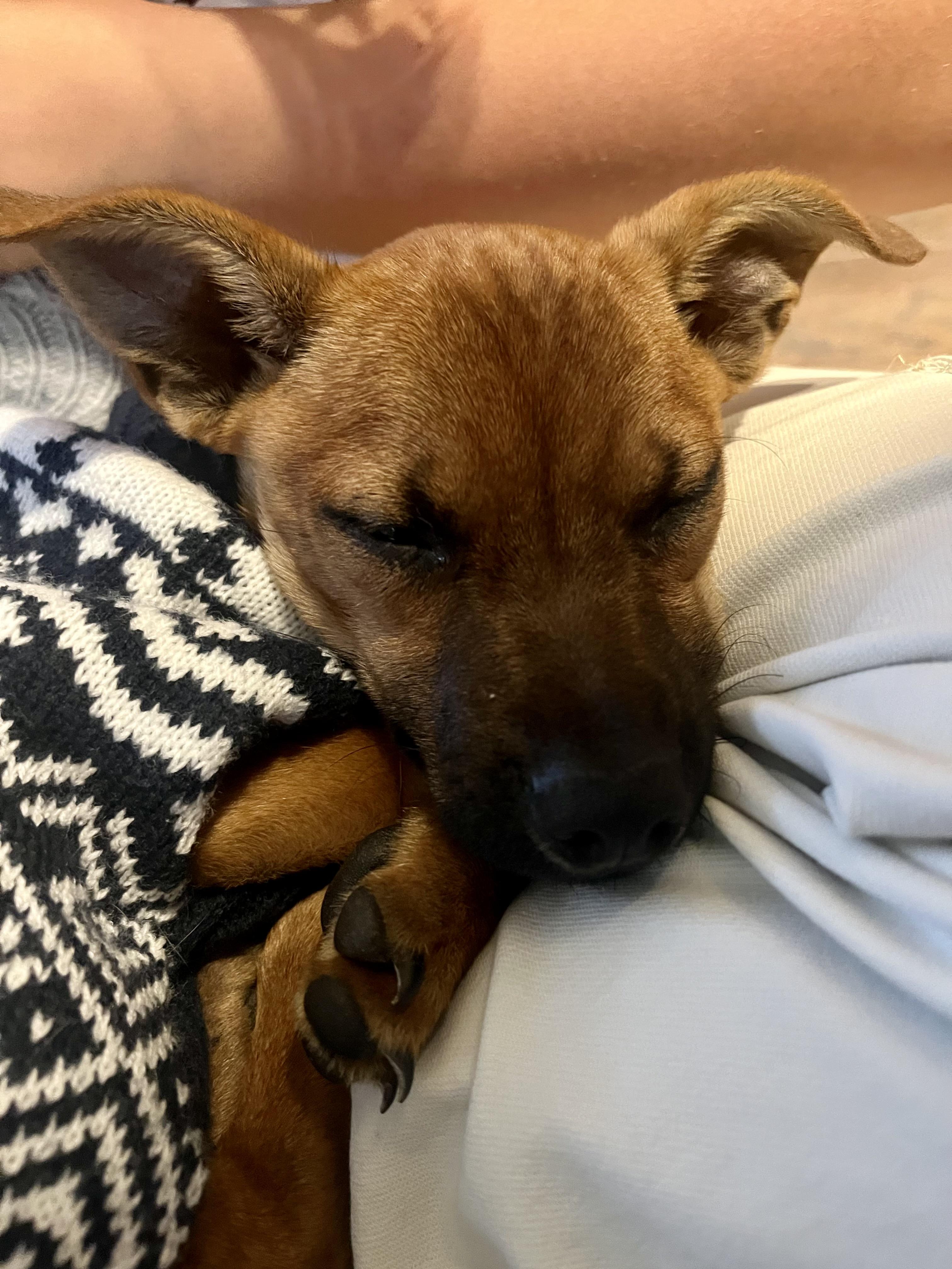 Enlarge Caramel & Coco, a ADOPTABLE mixed breed in Cary, NC image 1/6