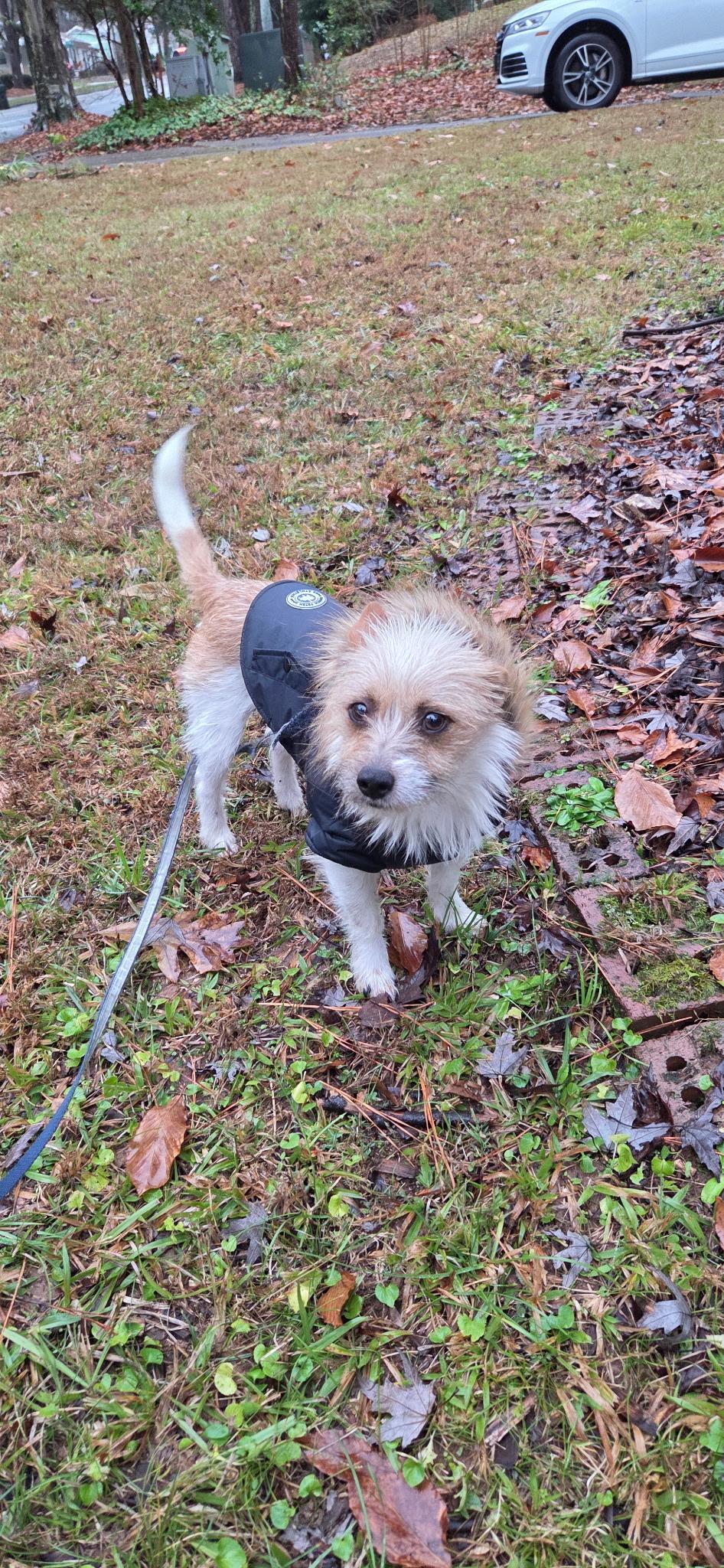 Enlarge Caramel & Coco, a ADOPTABLE mixed breed in Cary, NC image 2/6