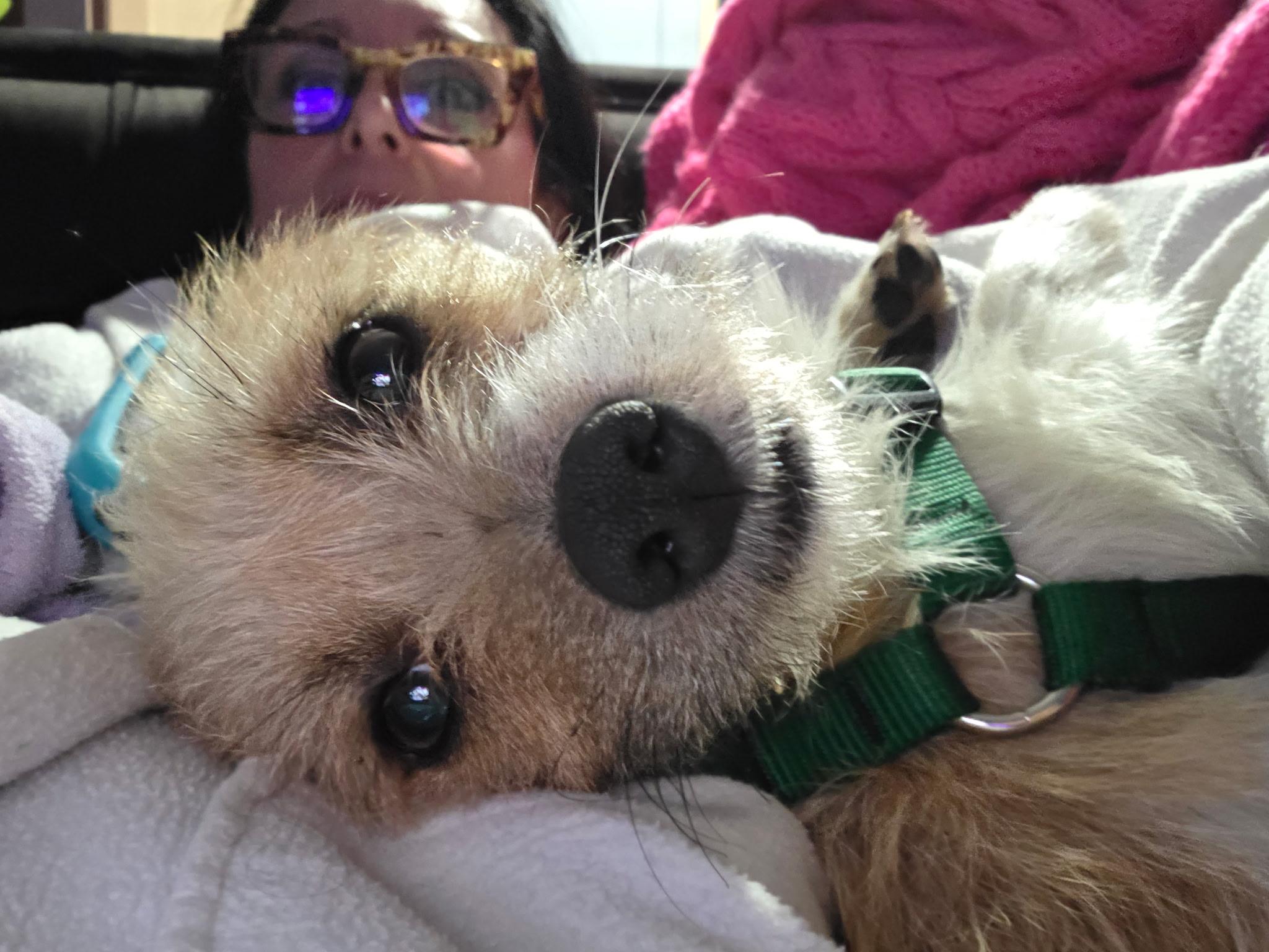 Enlarge Caramel & Coco, a ADOPTABLE mixed breed in Cary, NC image 3/6