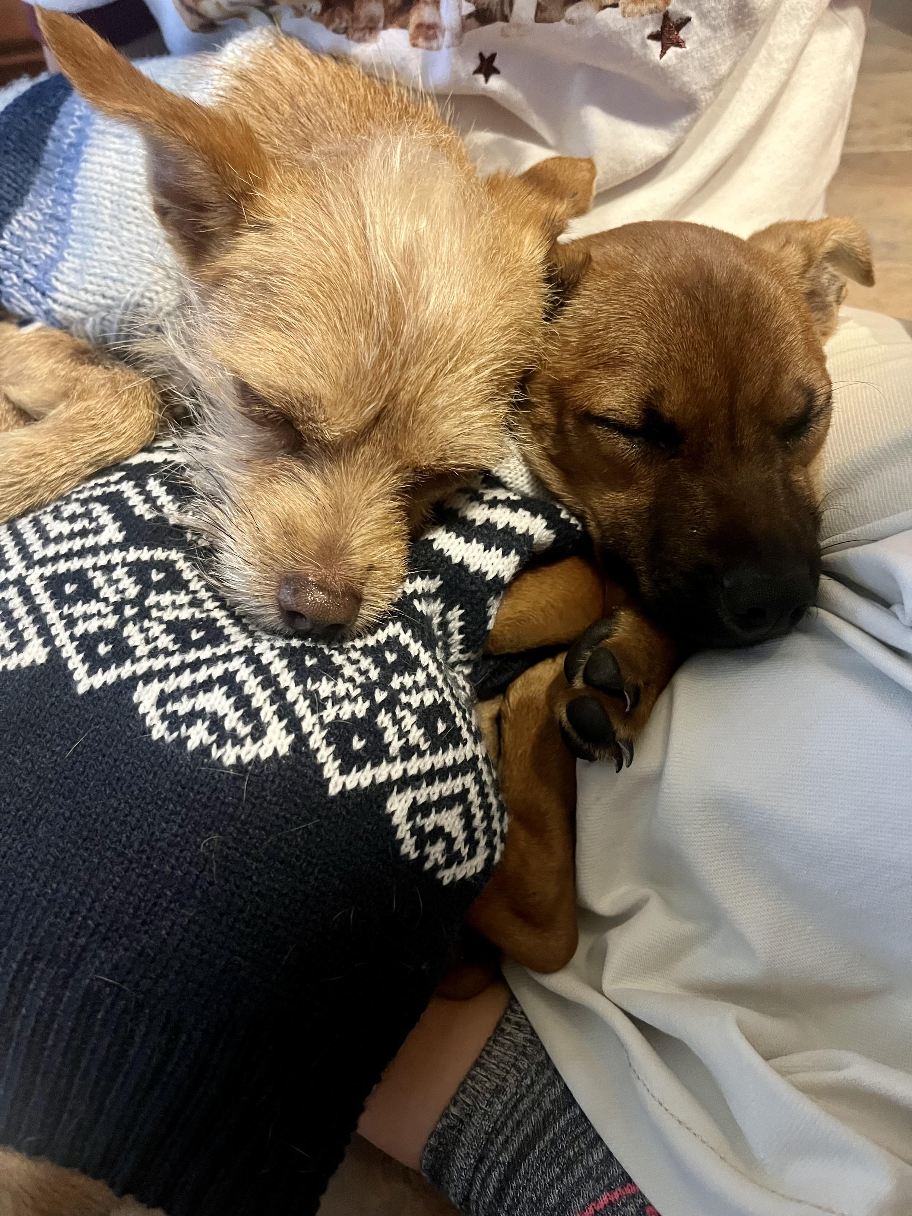 Enlarge Caramel & Coco, a ADOPTABLE mixed breed in Cary, NC image 4/6