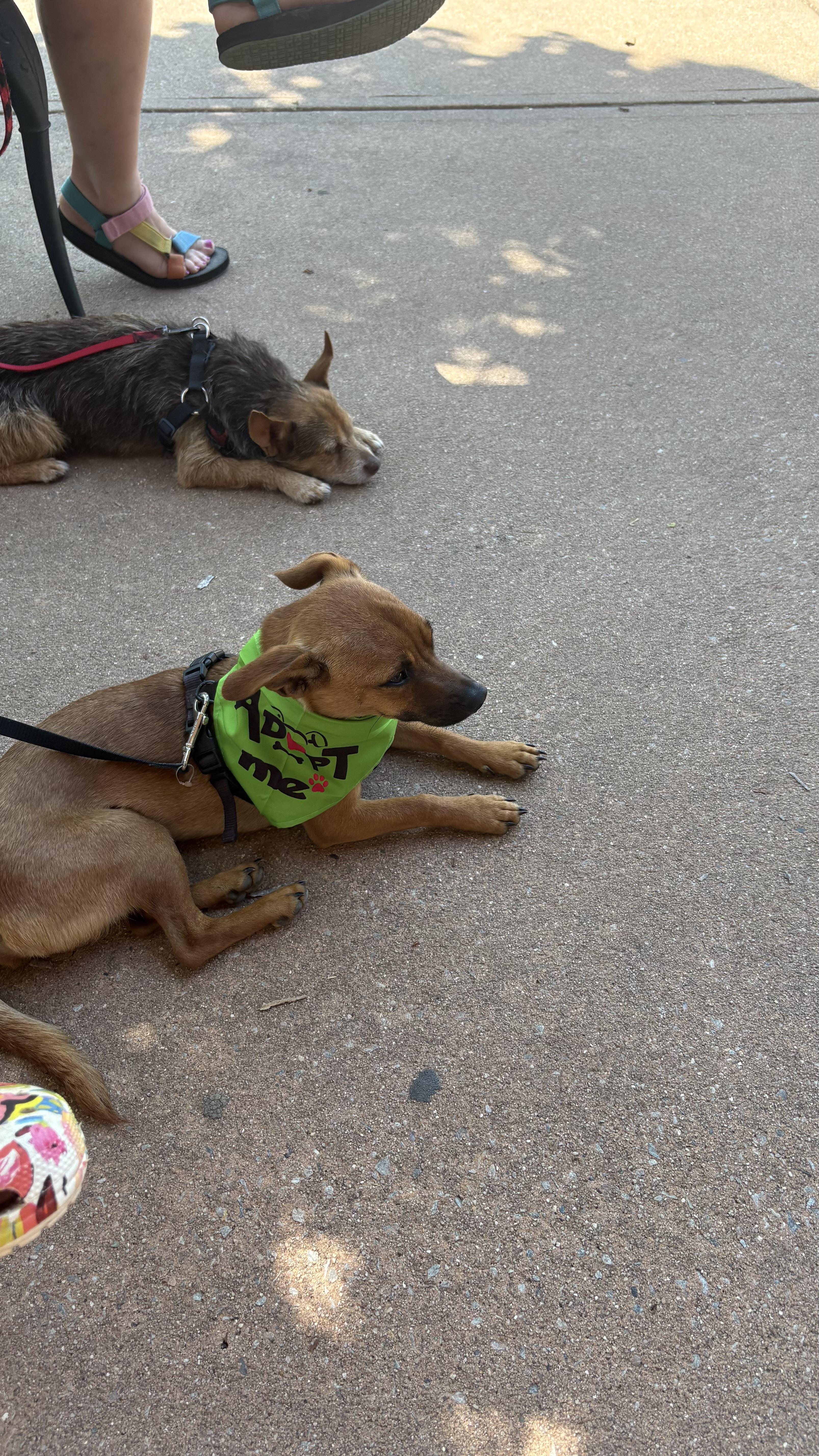 Enlarge Coco, a ADOPTABLE mixed breed in Cary, NC image 5/6