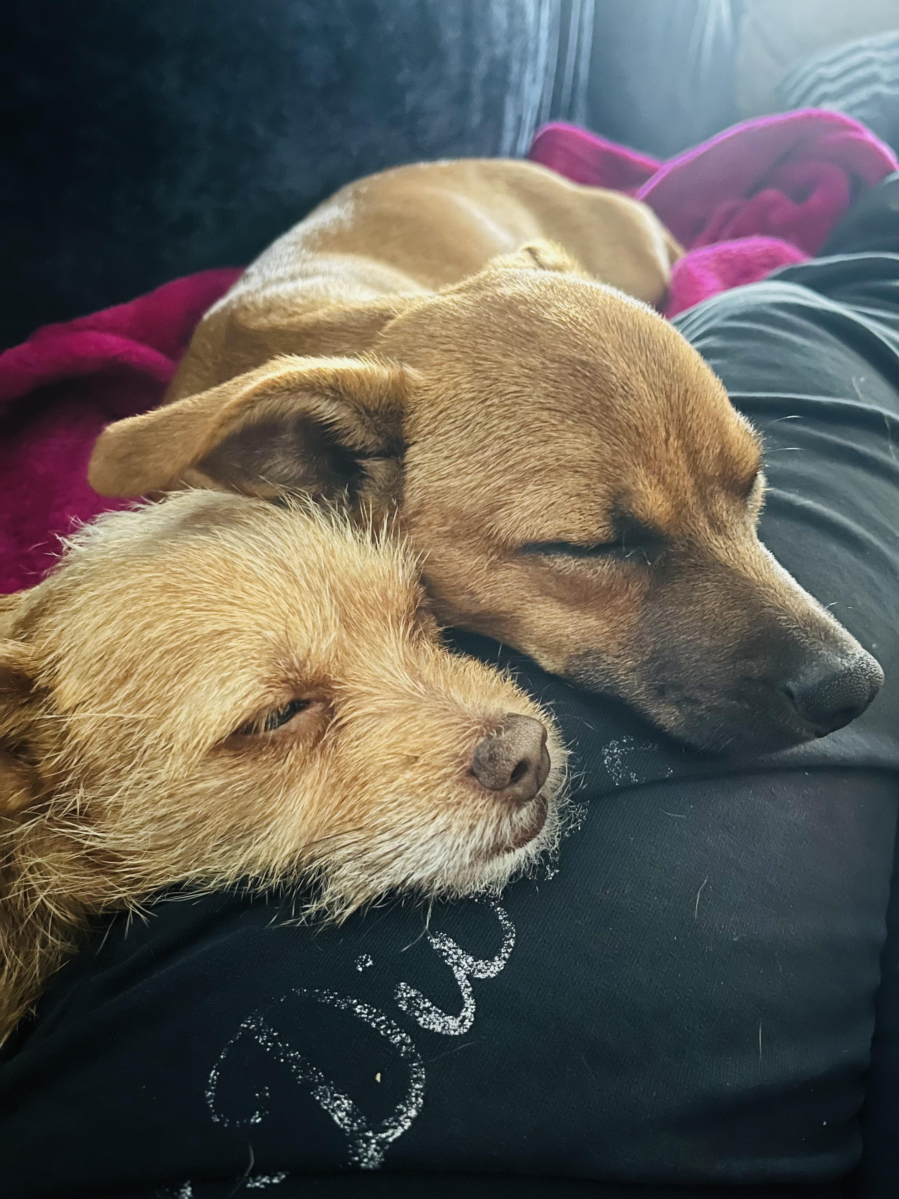 Enlarge Caramel & Coco, a ADOPTABLE mixed breed in Cary, NC image 5/6