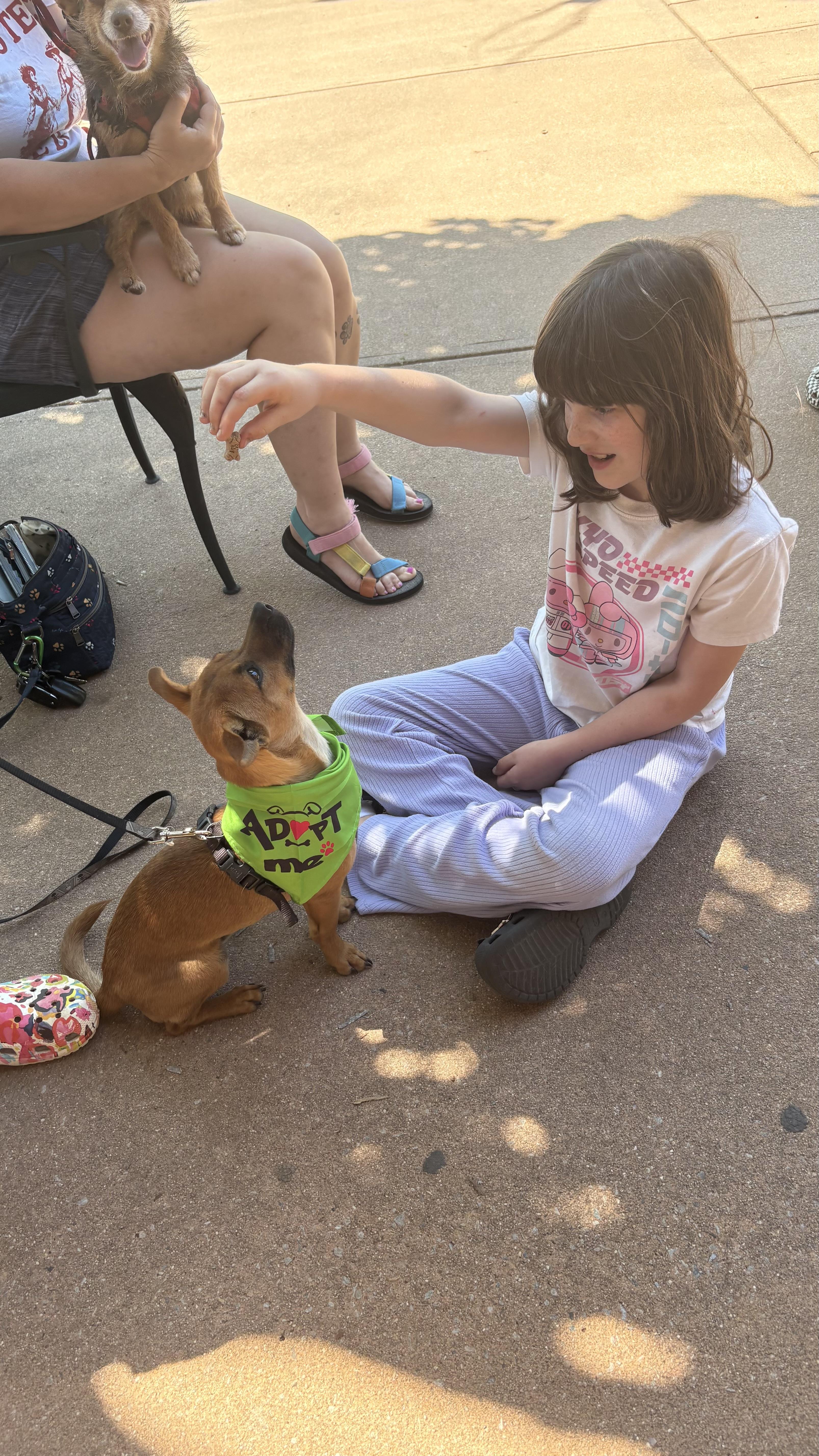 Enlarge Coco, a ADOPTABLE mixed breed in Cary, NC image 4/6