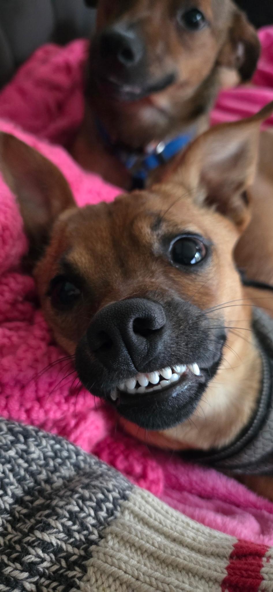 Enlarge Coco, a ADOPTABLE mixed breed in Cary, NC image 3/6