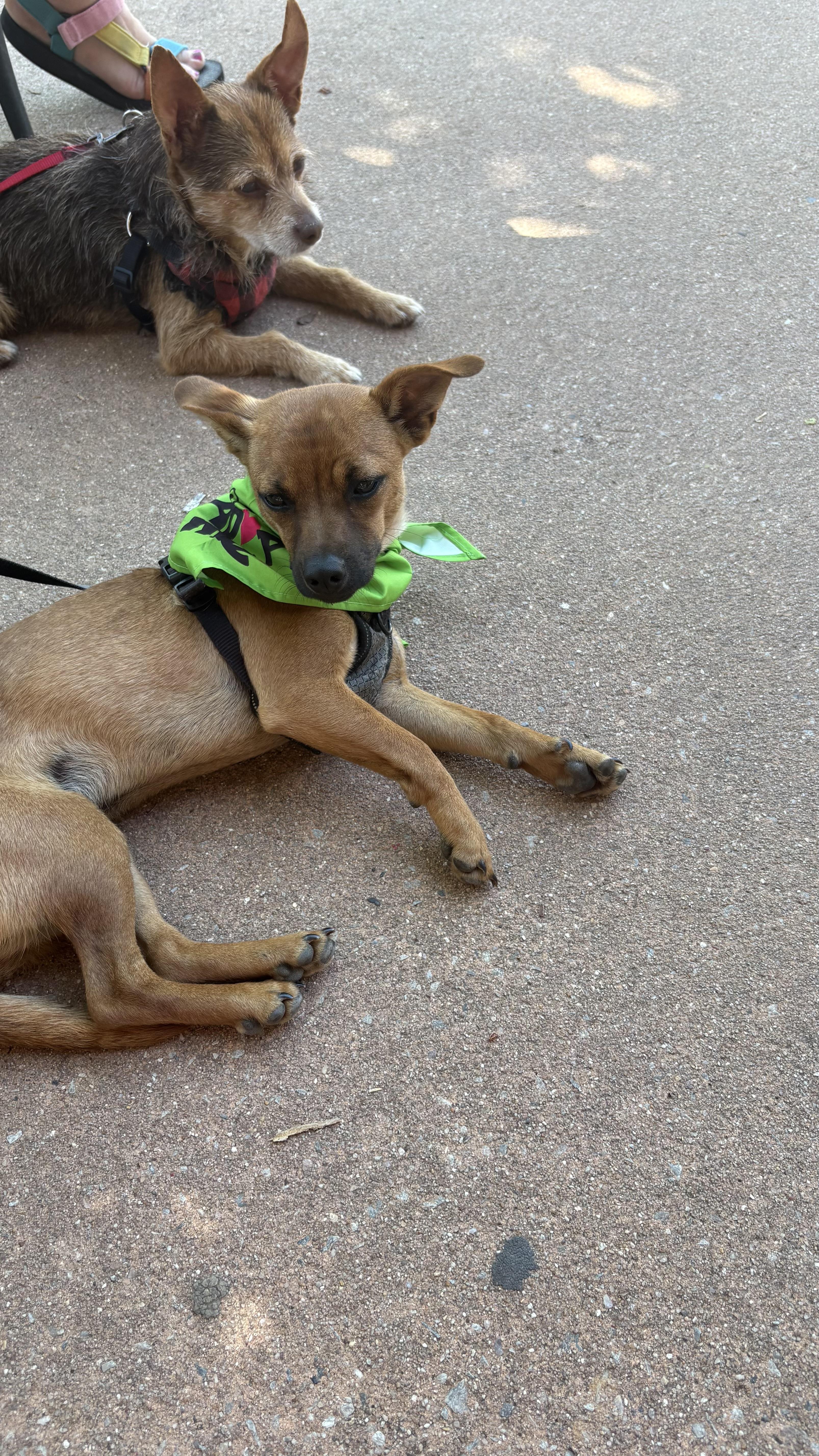 Enlarge Coco, a ADOPTABLE mixed breed in Cary, NC image 6/6