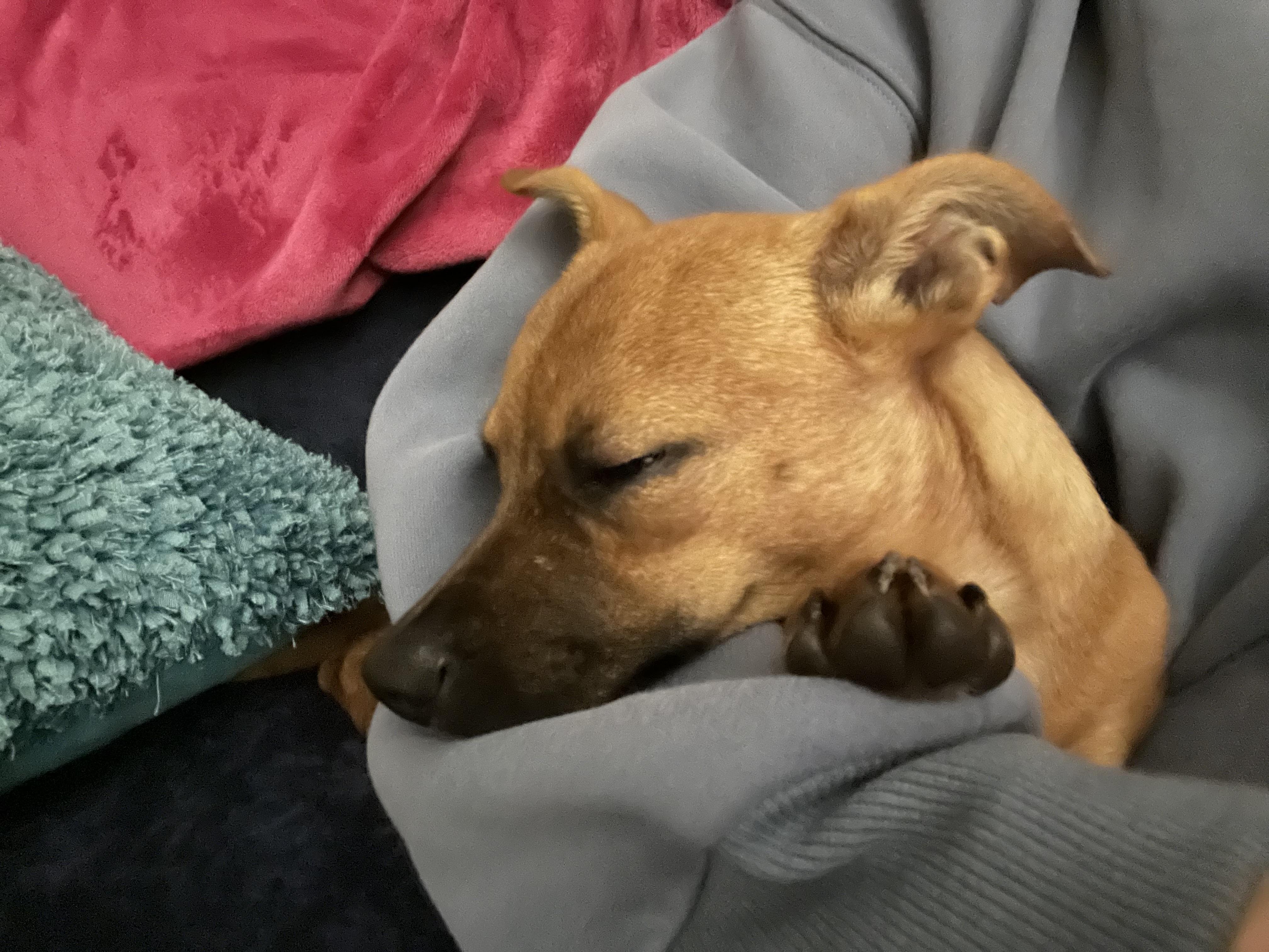 Enlarge Caramel & Coco, a ADOPTABLE mixed breed in Cary, NC image 6/6