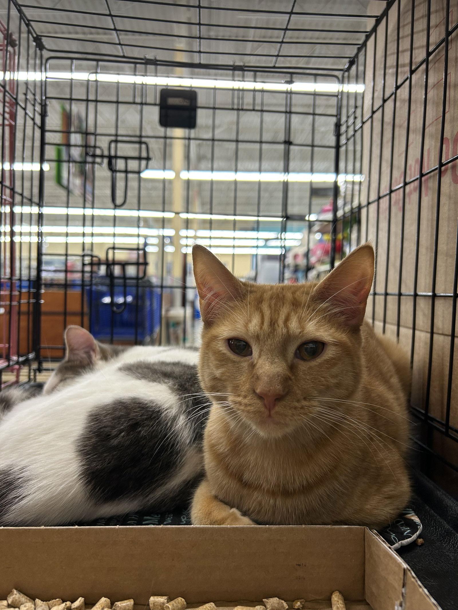 Enlarge Lennox, an adopted mixed breed in Columbia, SC image 2/2