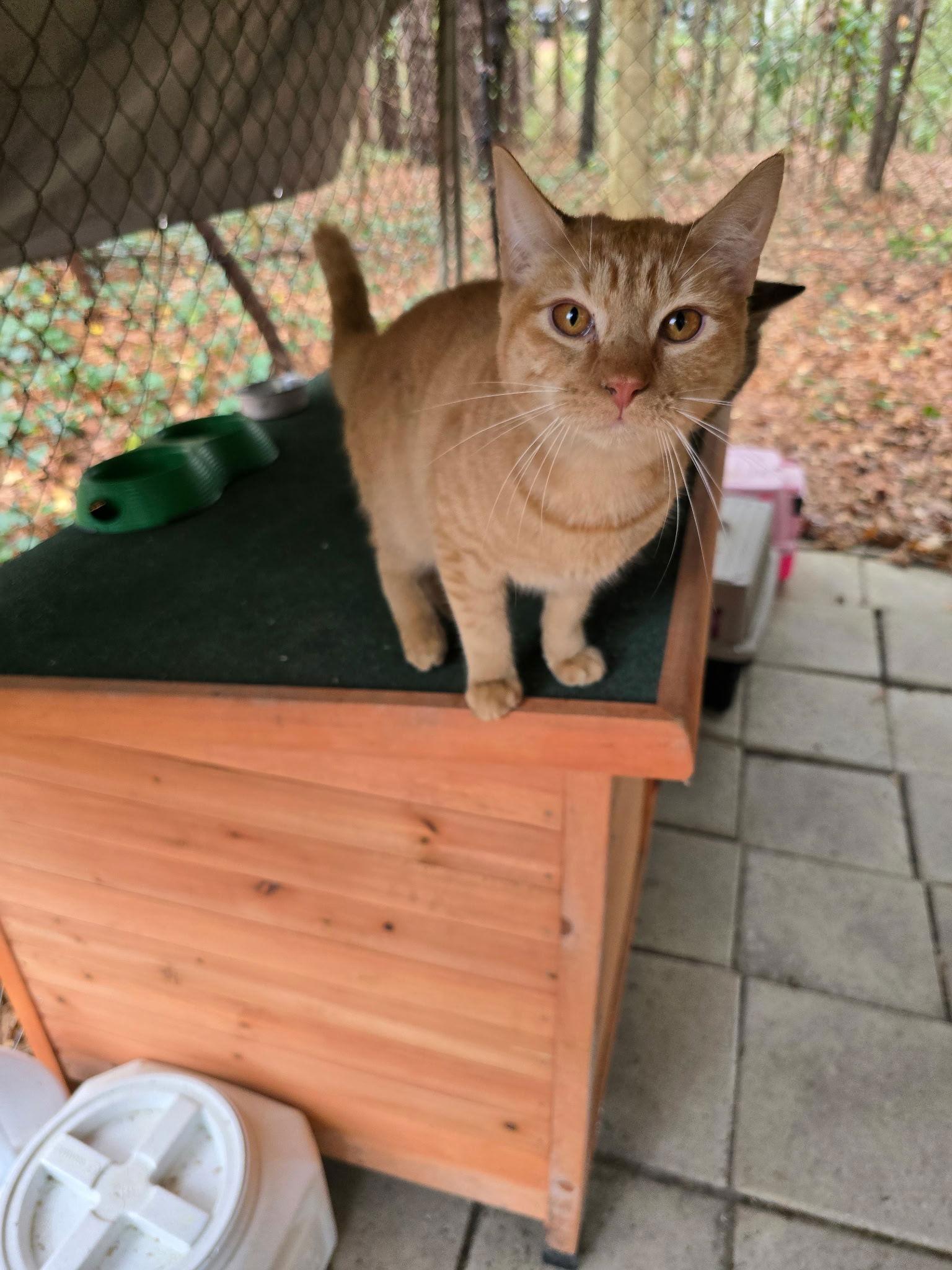 Lennox, adopted, Young Male Tabby & Domestic Short Hair.