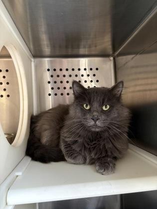 Zeus, Adoptable, Adult Male Domestic Long Hair & Domestic Short Hair.