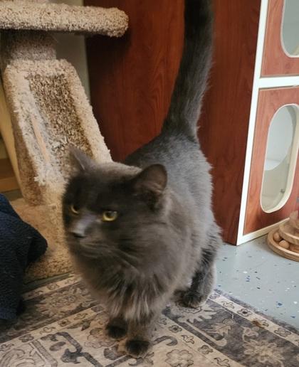 Enlarge Zeus, a Adoptable mixed breed in El Dorado Hills, CA image 2/3