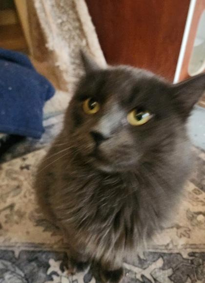 Enlarge Zeus, a Adoptable mixed breed in El Dorado Hills, CA image 3/3