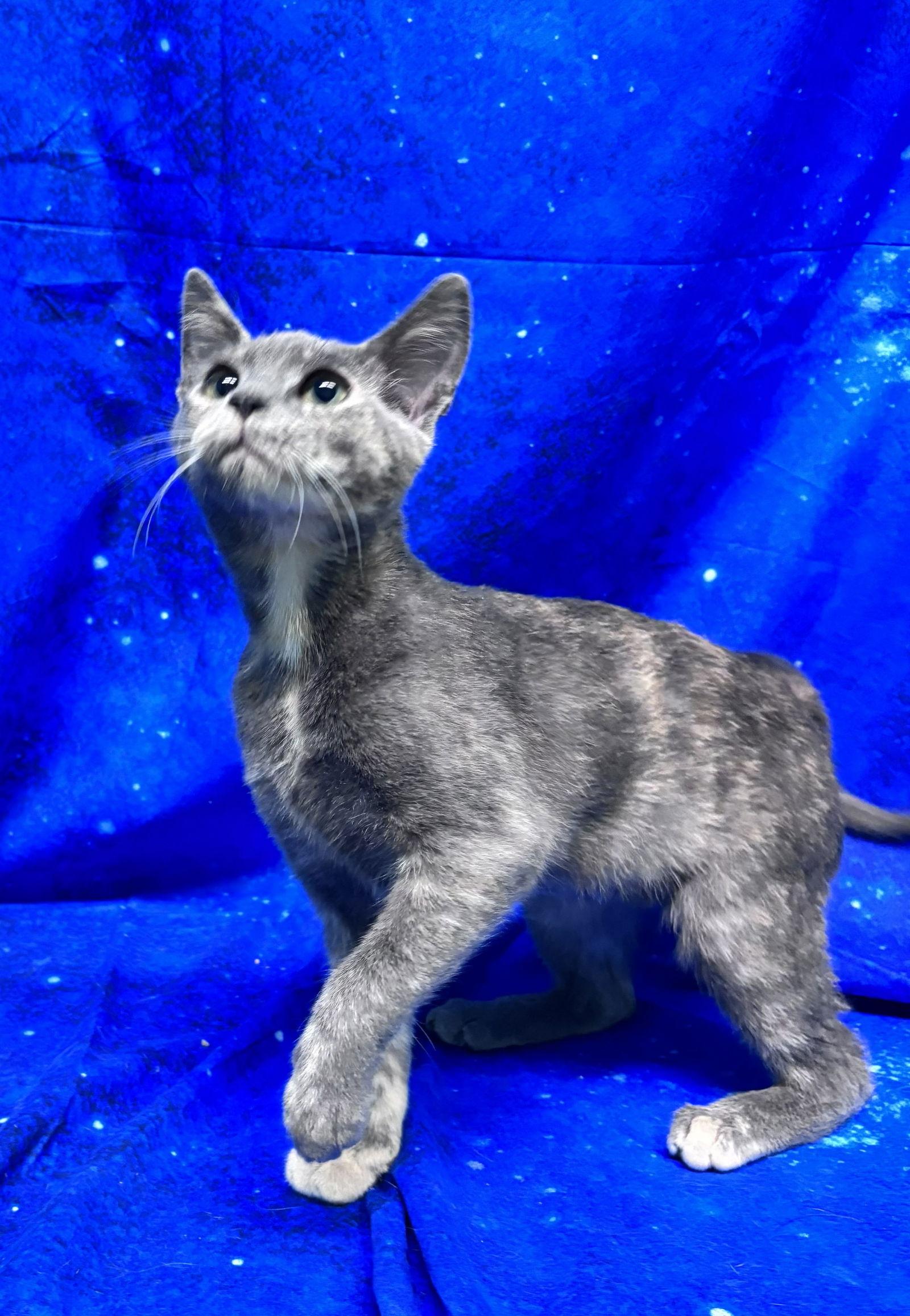 251925 Frosting — thumbnail 2