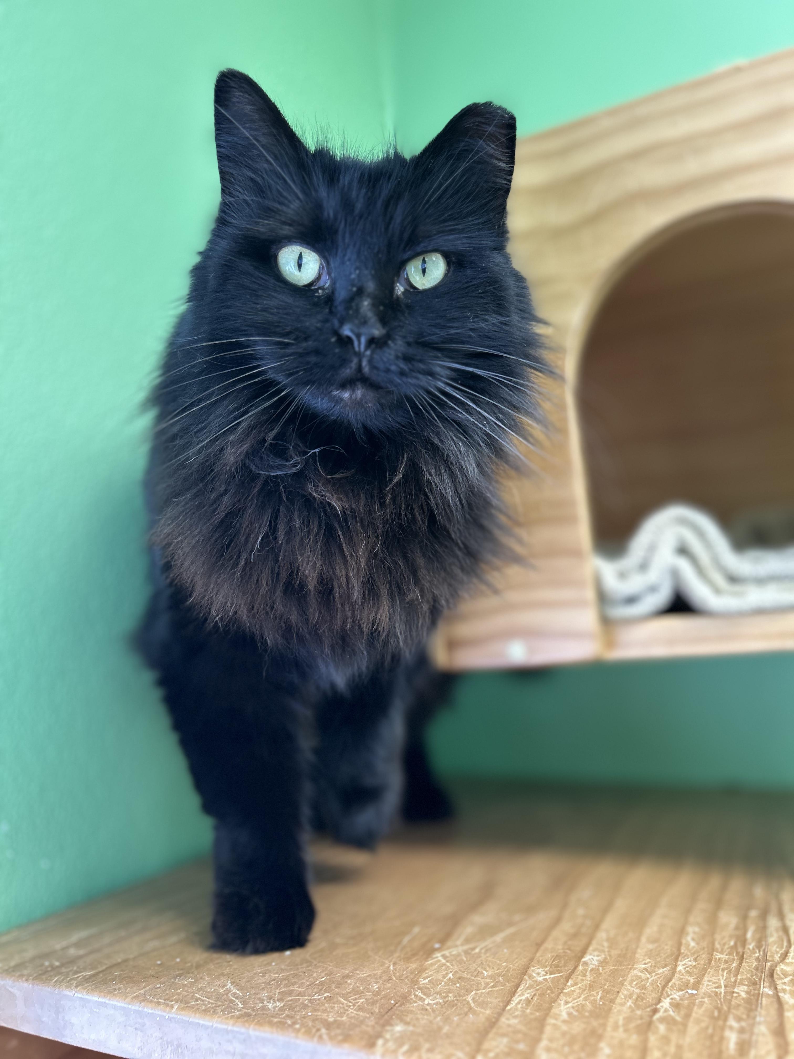 Priscilla, ADOPTABLE, Adult Female Domestic Medium Hair.