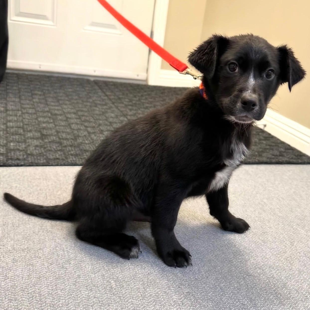 Enlarge Titus, an adopted mixed breed in Edmonton, AB image 4/6