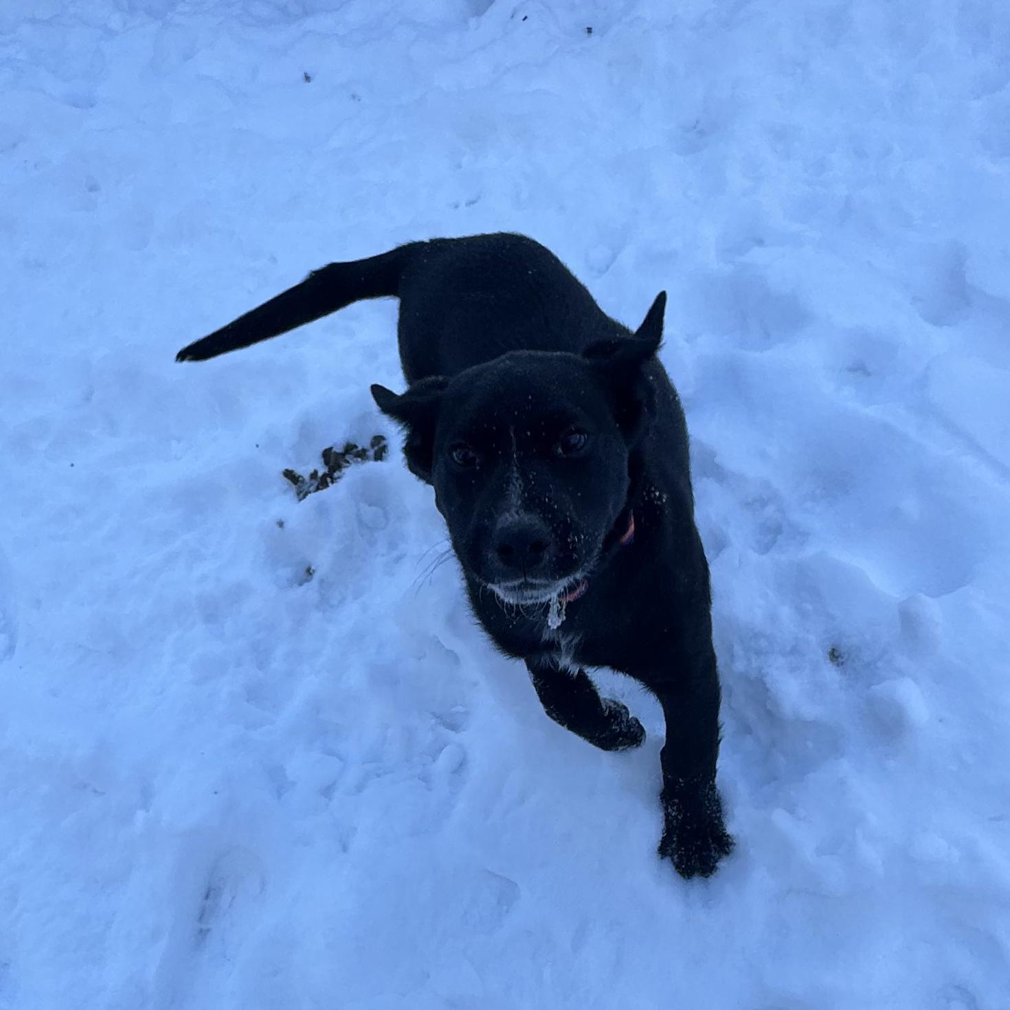 Enlarge Titus, an adopted mixed breed in Edmonton, AB image 6/6