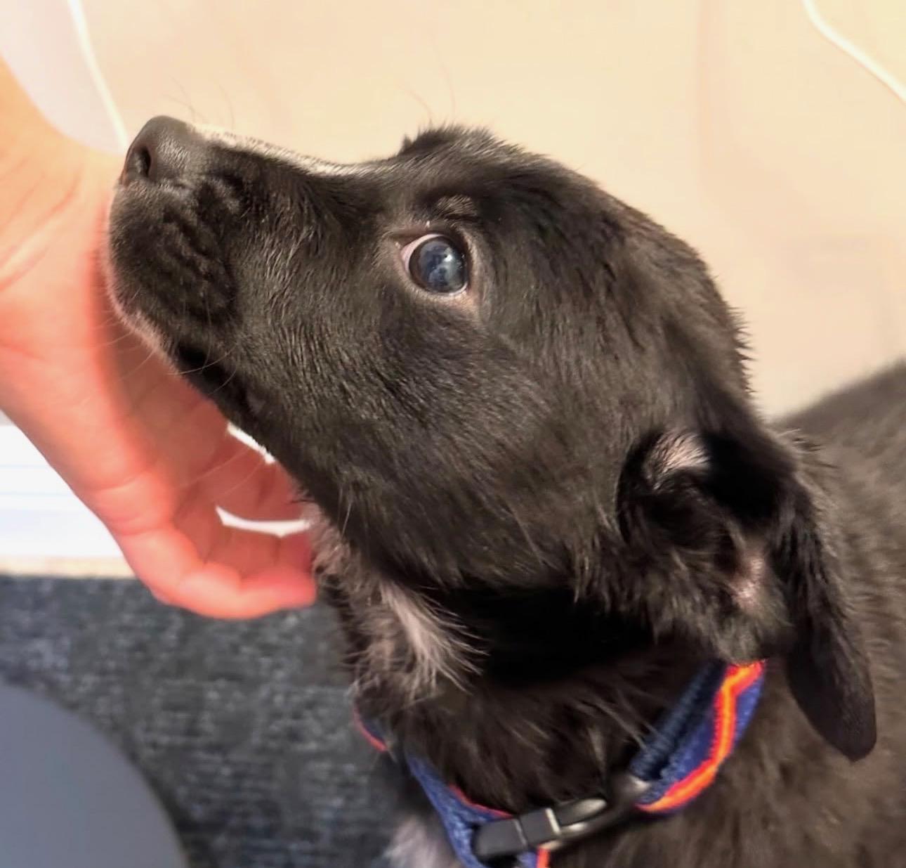 Enlarge Titus, an adopted mixed breed in Edmonton, AB image 5/6