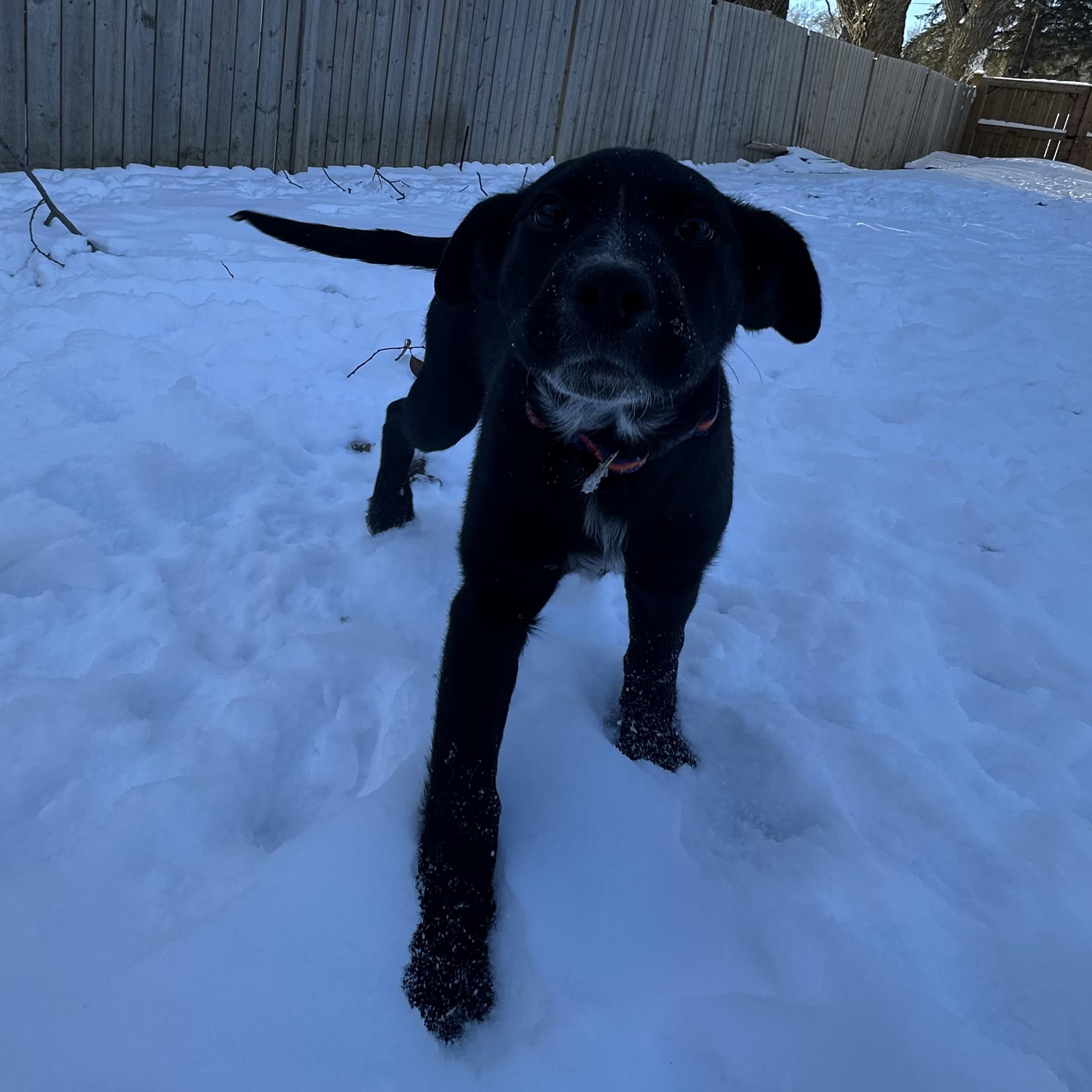 Enlarge Titus, an adopted mixed breed in Edmonton, AB image 2/6