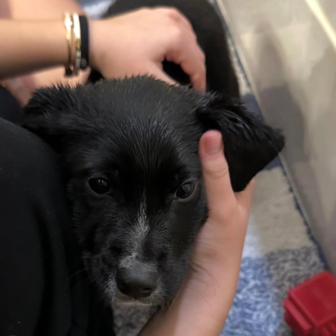 Enlarge Titus, an adopted mixed breed in Edmonton, AB image 3/6