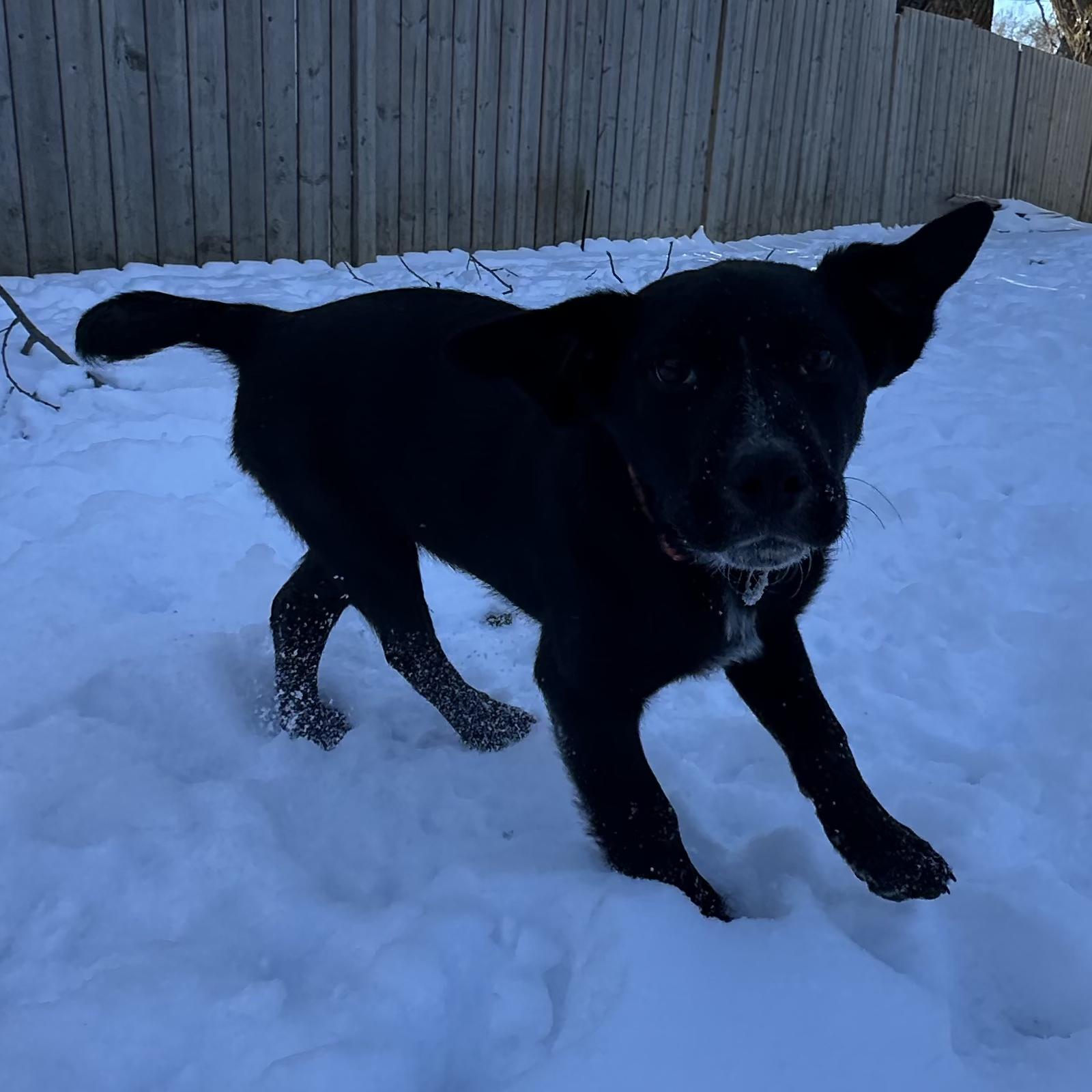 Titus, adopted, Puppy Male Labrador Retriever & Australian Cattle Dog / Blue Heeler.