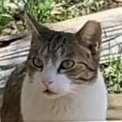 Enlarge OSCAR, a Adoptable mixed breed in Kyle, TX image 1/2