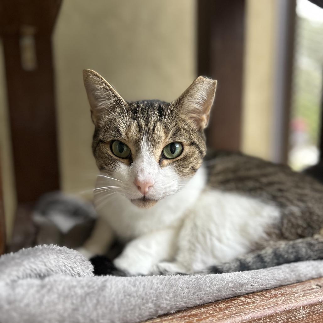 Enlarge OSCAR, a Adoptable mixed breed in Kyle, TX image 2/2