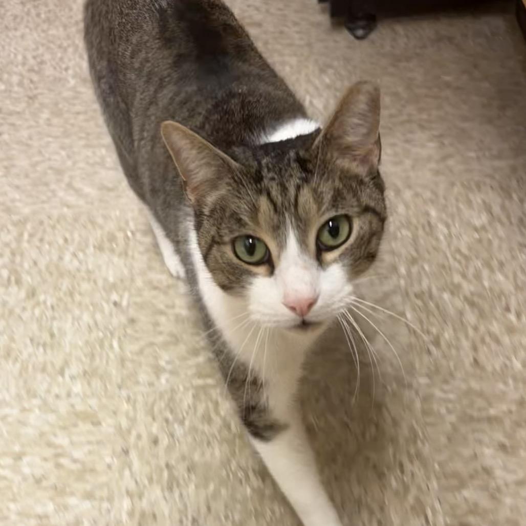 Enlarge OSCAR, a Adoptable mixed breed in Kyle, TX image 3/5