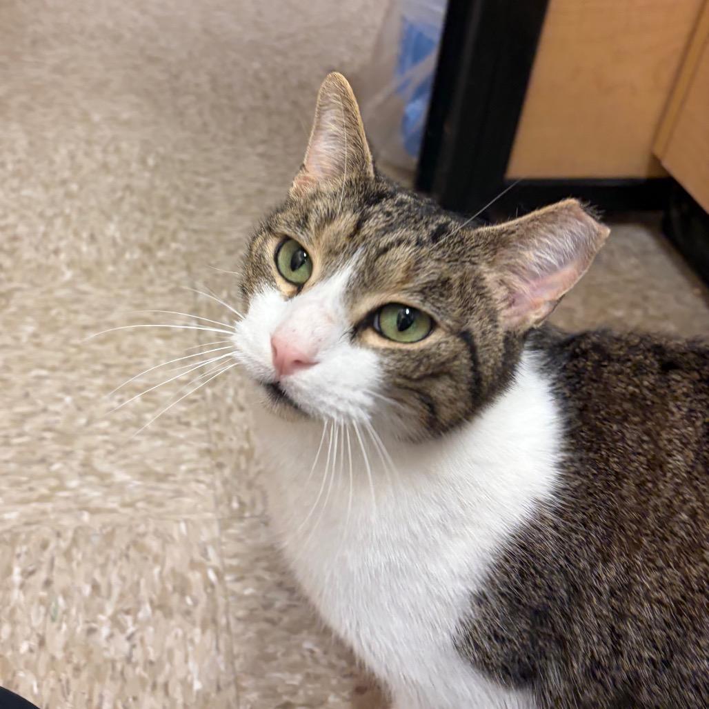 Enlarge OSCAR, a Adoptable mixed breed in Kyle, TX image 4/5