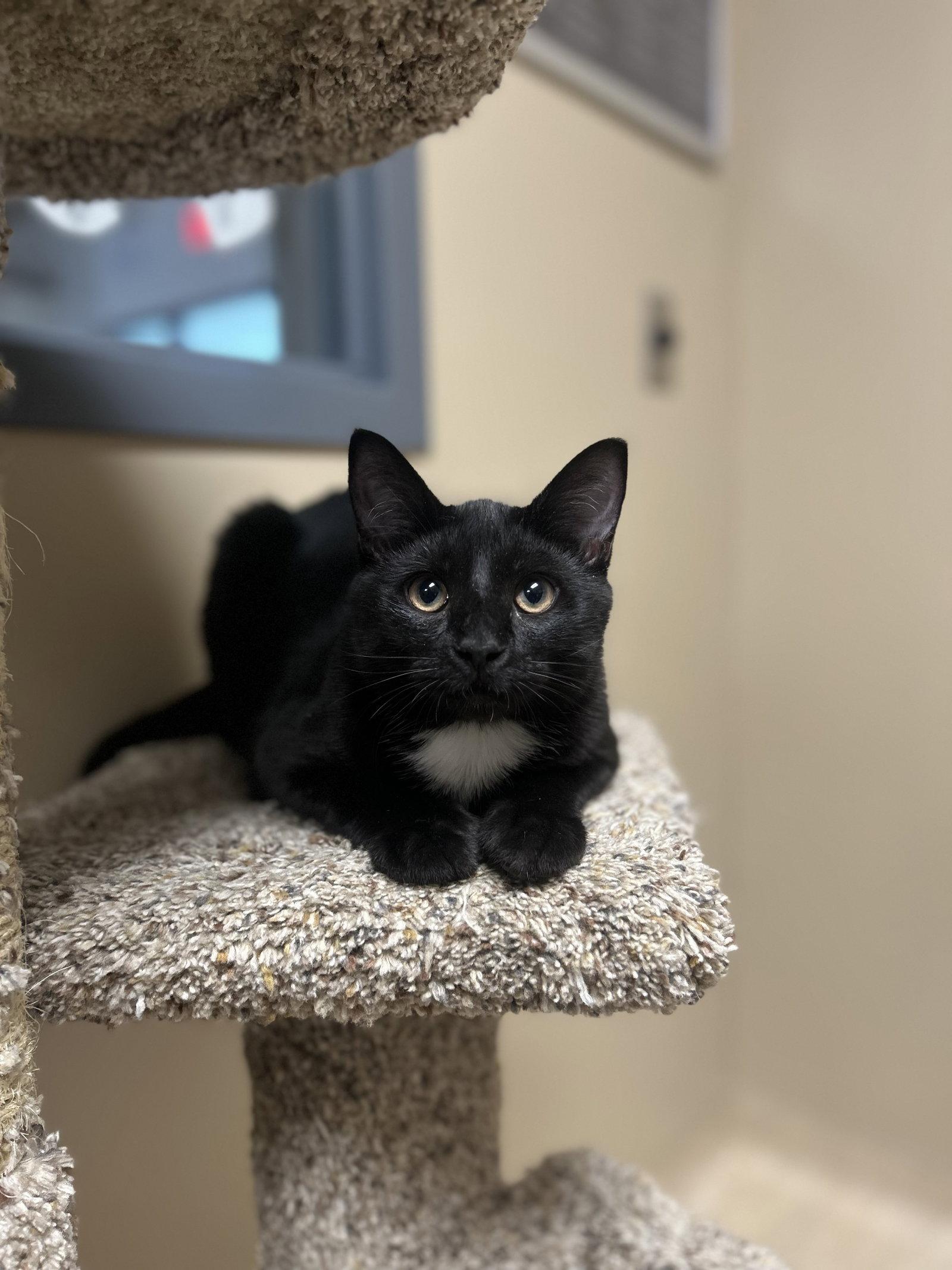 Enlarge Baby Jax, a Adoptable Domestic Short Hair in Arlington, VT image 1/3
