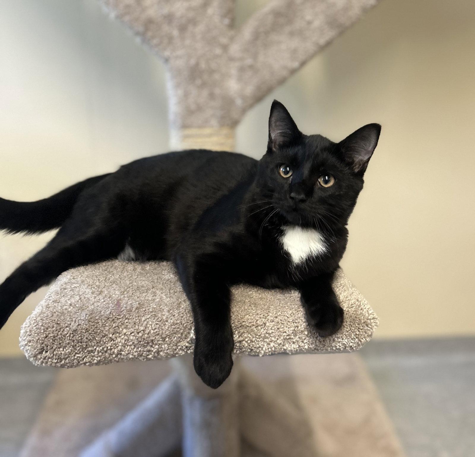 Enlarge Baby Jax, a Adoptable Domestic Short Hair in Arlington, VT image 2/3