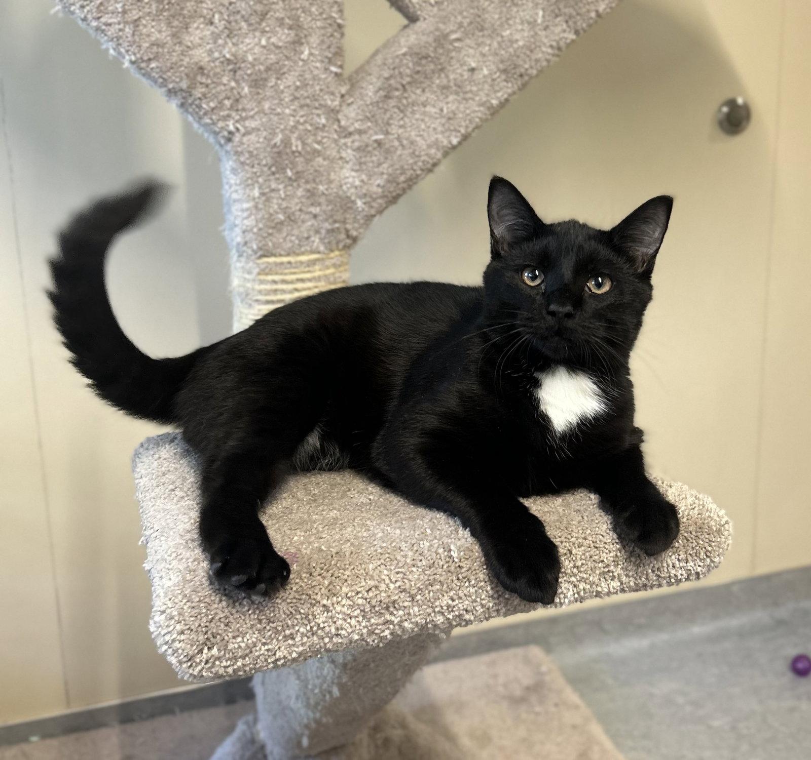 Enlarge Baby Jax, a Adoptable Domestic Short Hair in Arlington, VT image 3/3