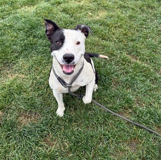 BONNI, Adoptable, Adult Female Pit Bull Terrier & Mixed Breed.