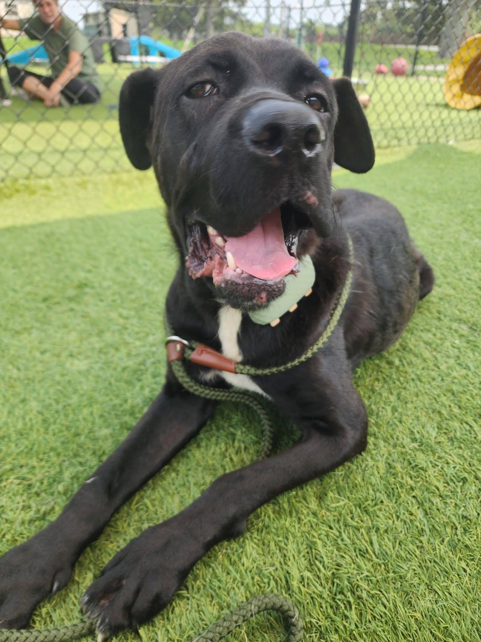 Shadow, ADOPTABLE, Young Female Mastiff.