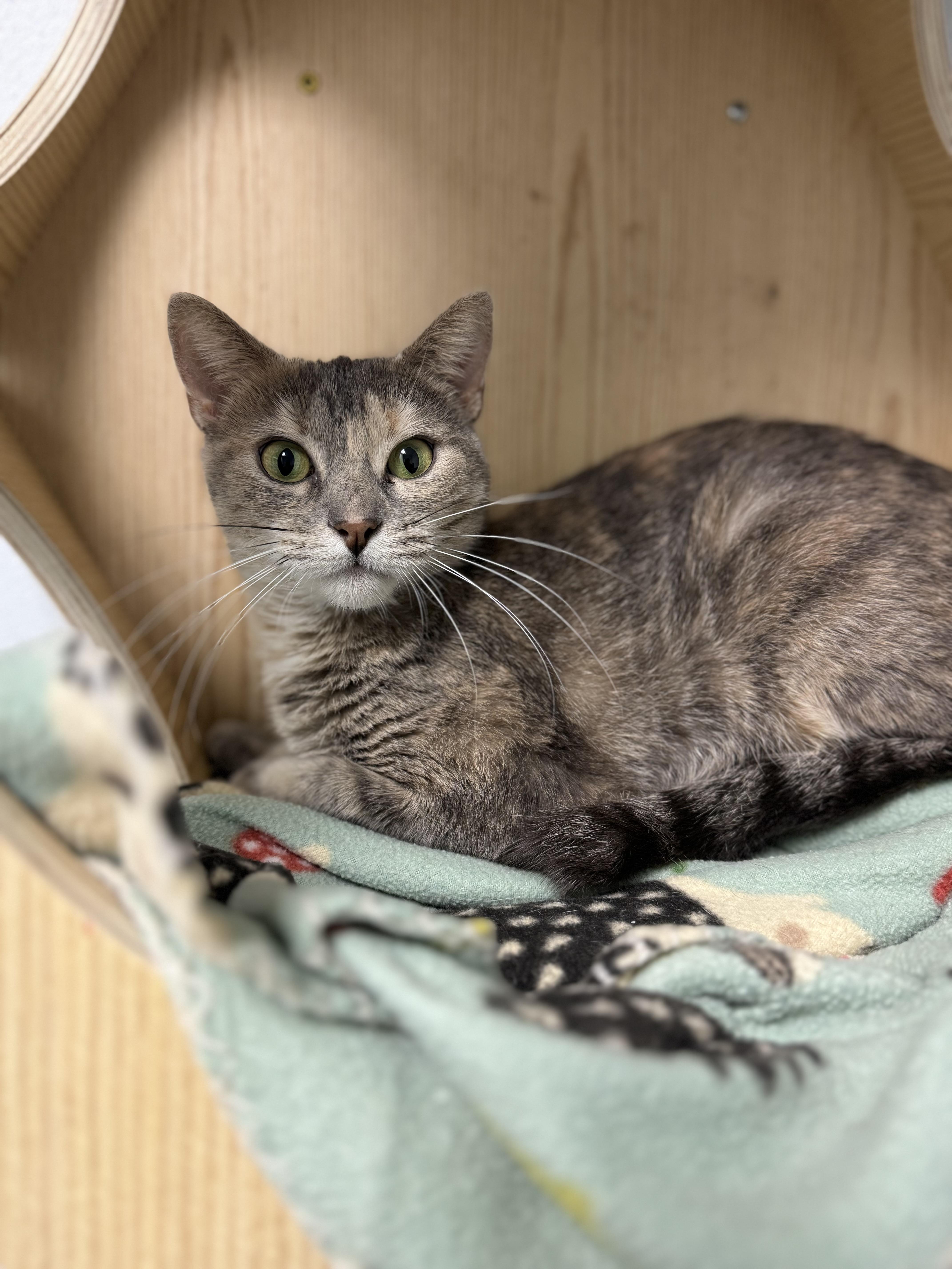 Ivy, ADOPTABLE, Adult Female Domestic Short Hair.