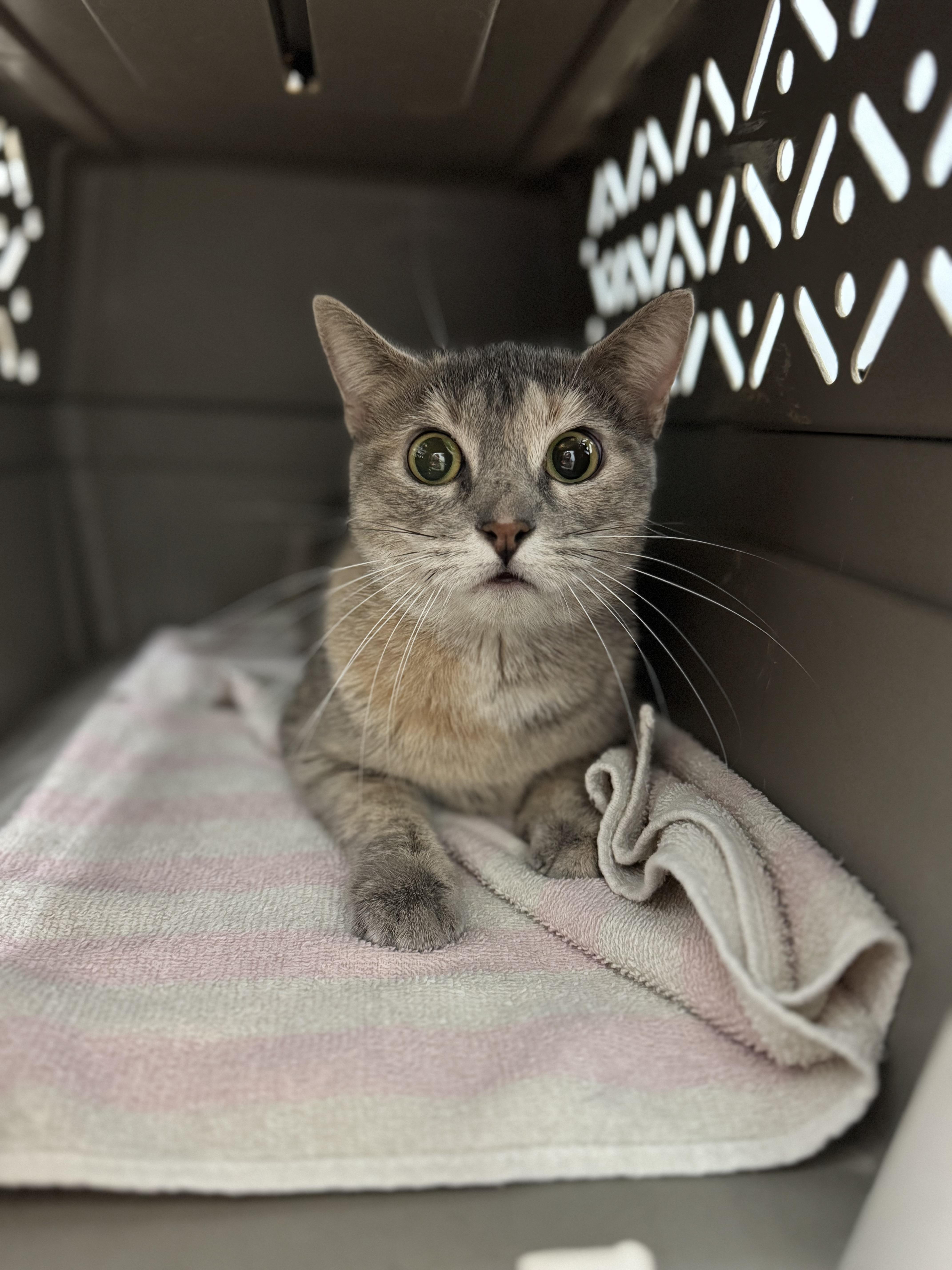 Ivy, ADOPTABLE, Adult Female Domestic Short Hair.