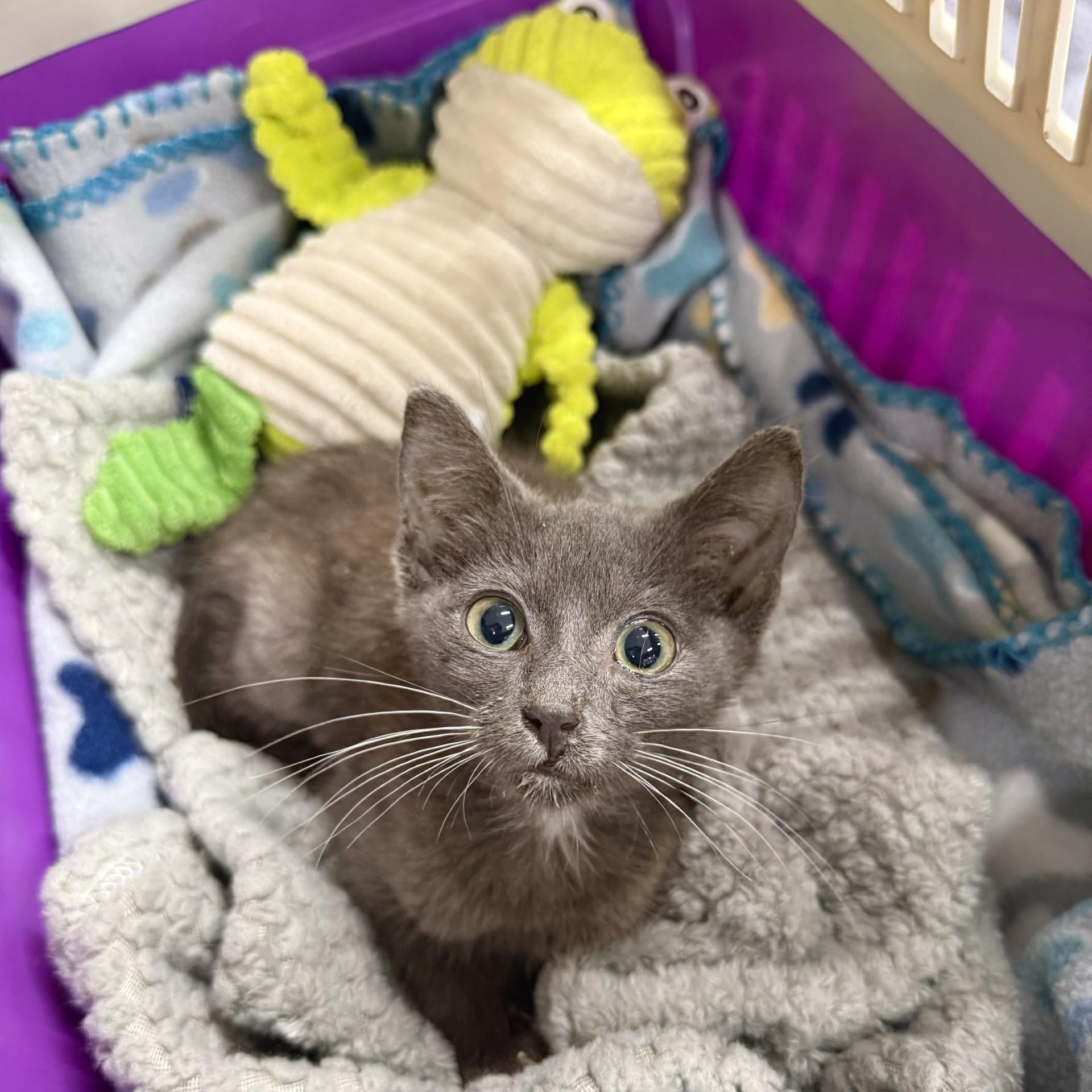 Frogger, Adoptable, Kitten Female Domestic Short Hair & Russian Blue.