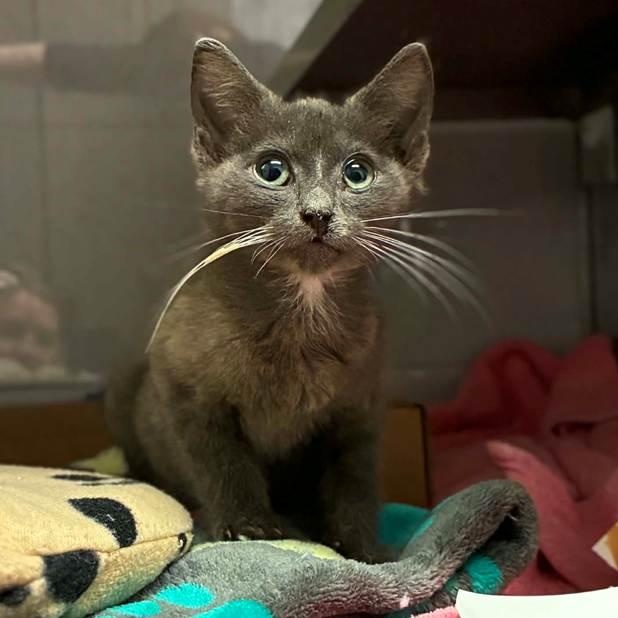 Frogger, a Adoptable mixed breed in Charlotte, NC image 6/6