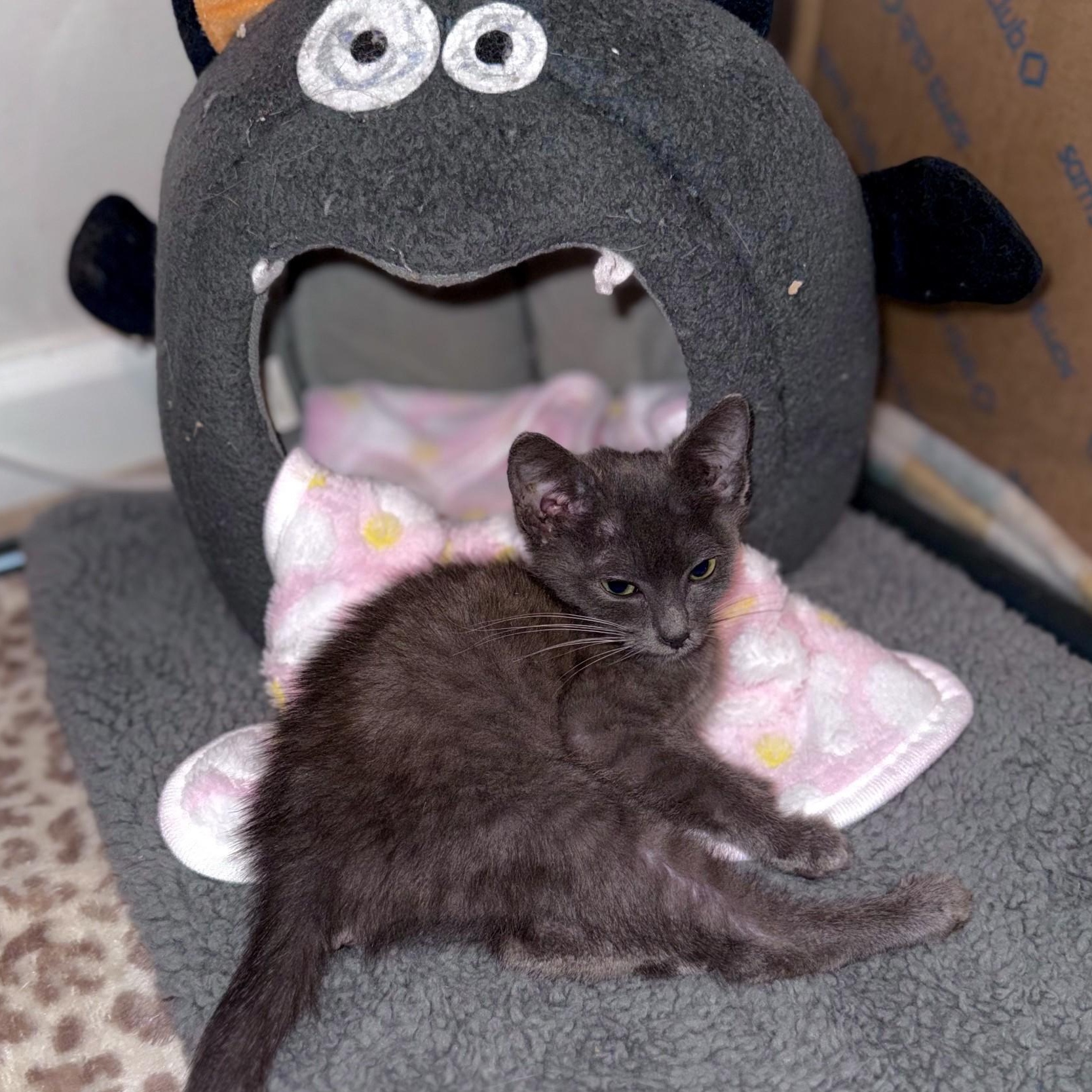 Frogger, a Adoptable mixed breed in Charlotte, NC image 3/6