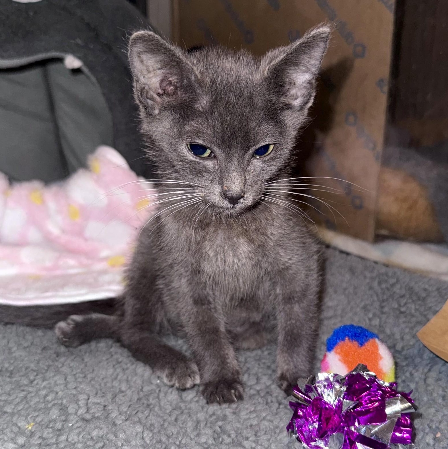 Frogger, a Adoptable mixed breed in Charlotte, NC image 4/6