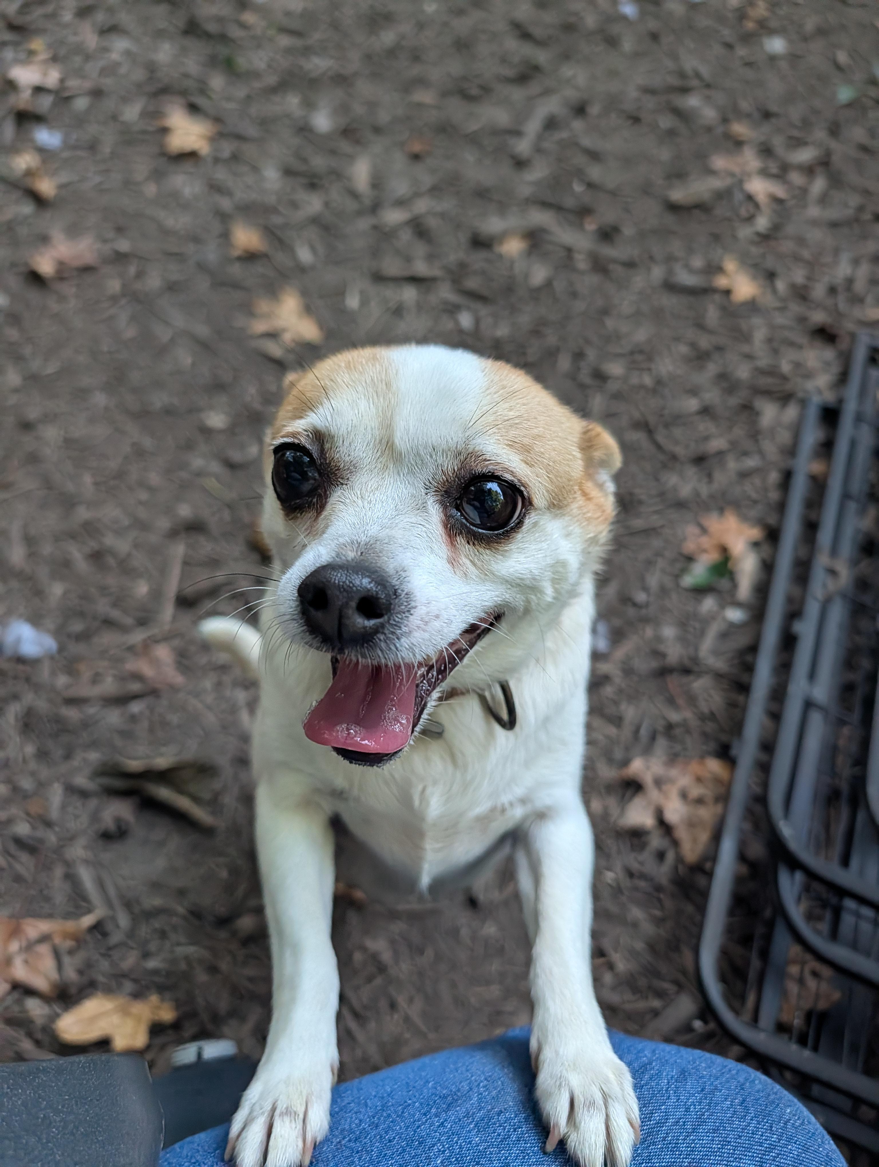 Shiloh, Adopted, Adult Female Chihuahua.