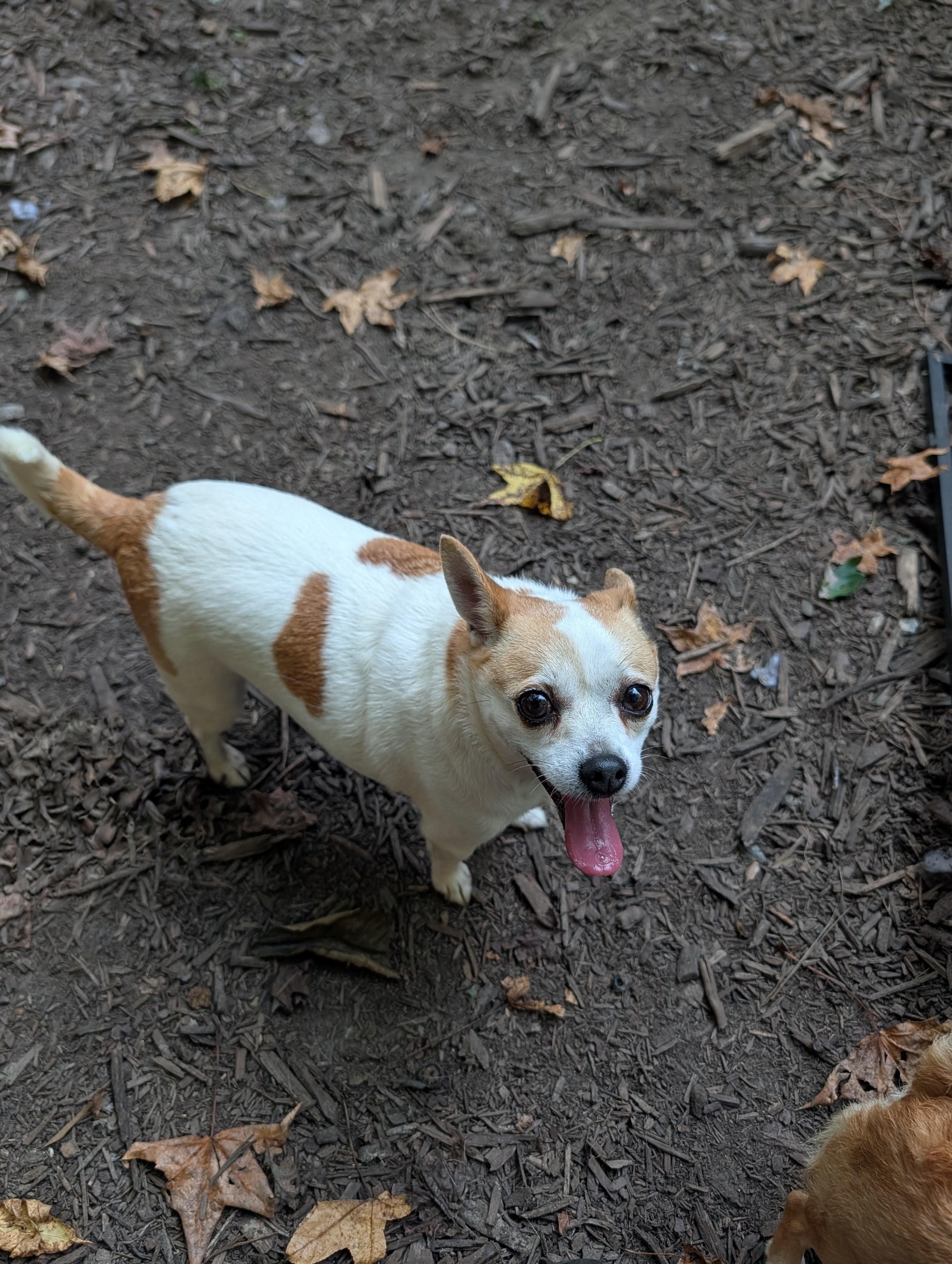 Enlarge Shiloh, a Adopted Chihuahua in Richmond, VA image 2/3