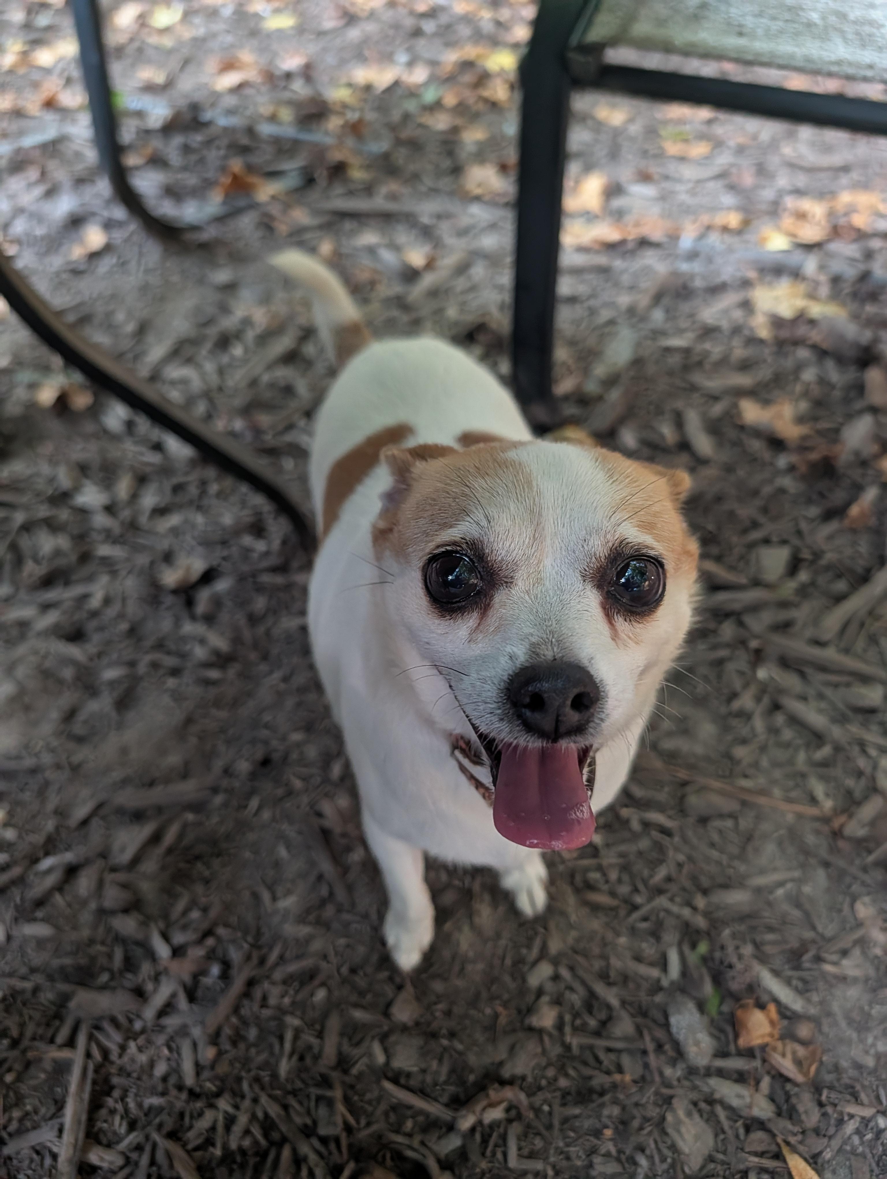 Enlarge Shiloh, a Adopted Chihuahua in Richmond, VA image 3/3