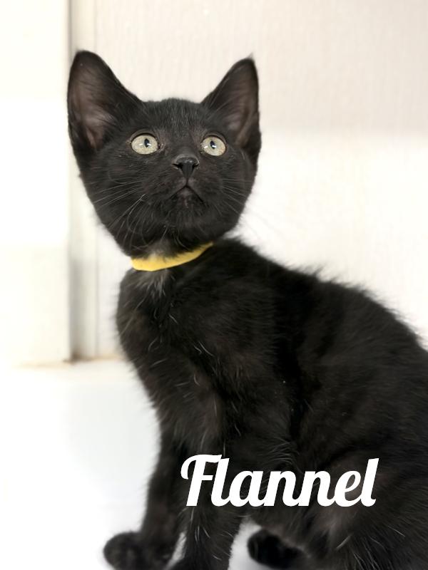 Flannel, Adoptable, Kitten Male Domestic Short Hair.