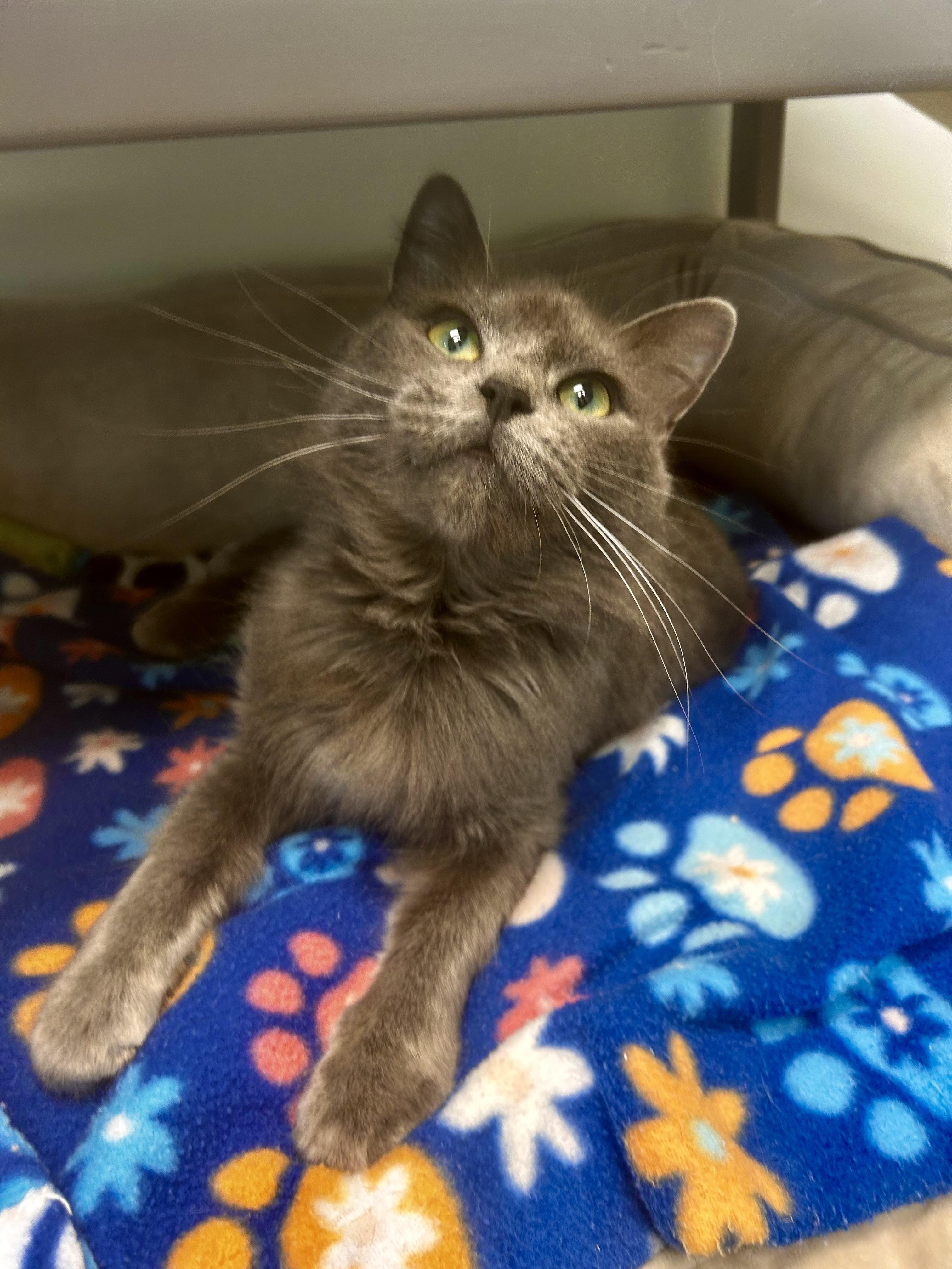 Enlarge Princess Donut - CHOW HOUND, a ADOPTABLE Domestic Medium Hair in Grand Rapids, MI image 5/6