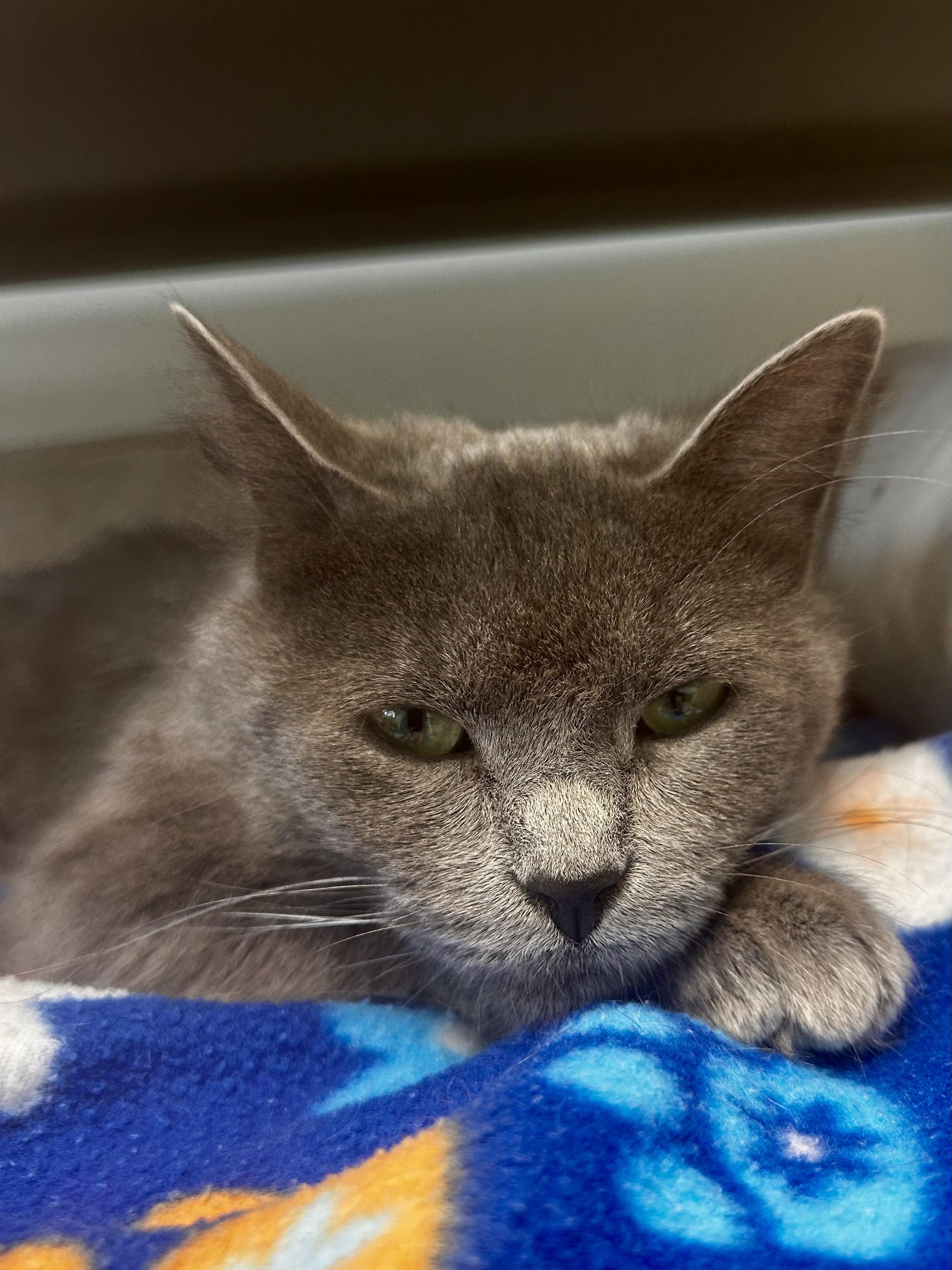 Enlarge Princess Donut - CHOW HOUND, a ADOPTABLE Domestic Medium Hair in Grand Rapids, MI image 2/6
