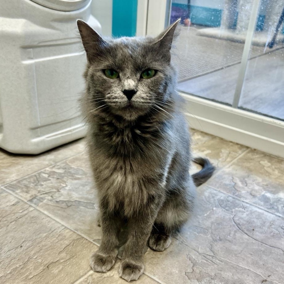 Enlarge Princess Donut - CHOW HOUND, a ADOPTABLE Domestic Medium Hair in Grand Rapids, MI image 6/6